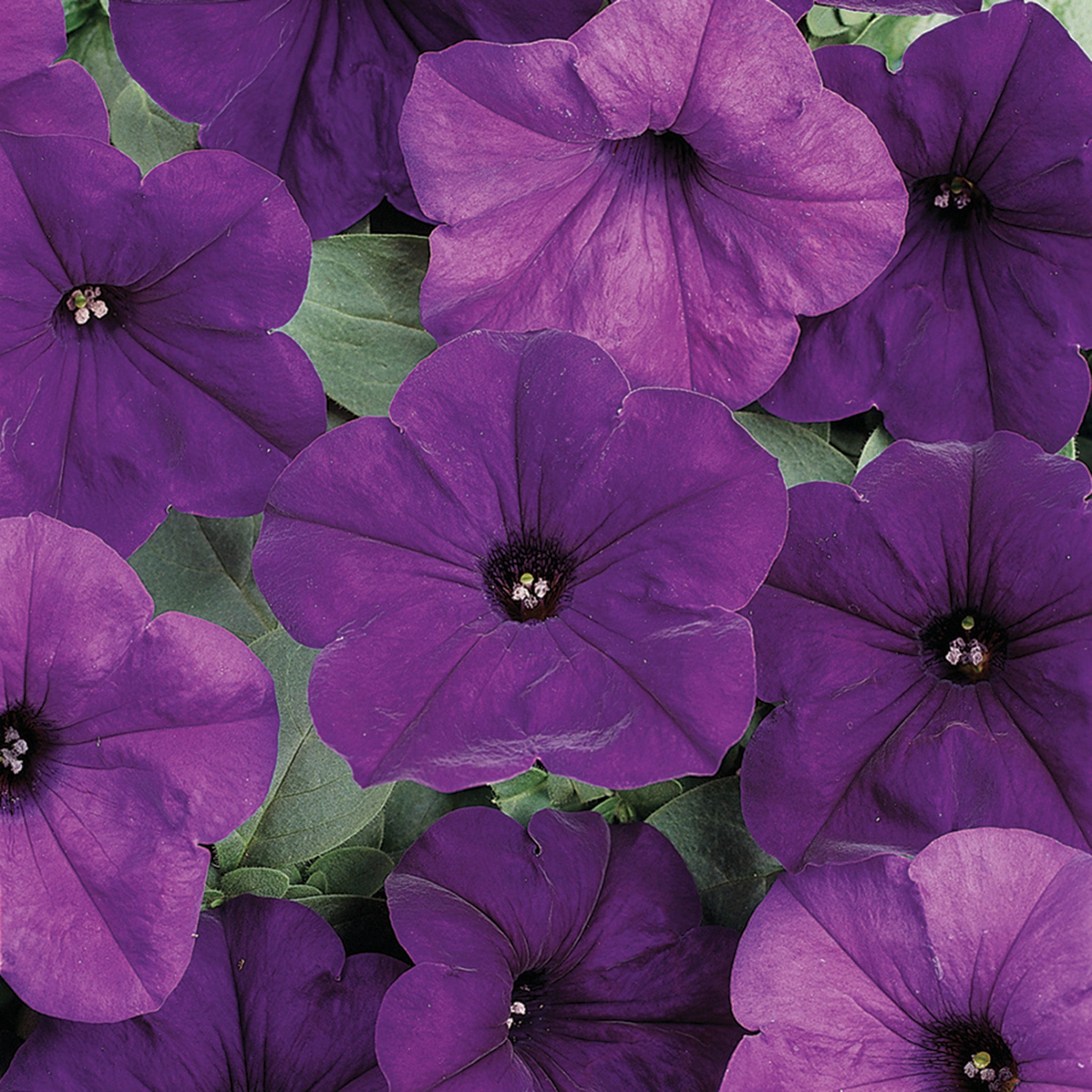 Petunia, Easy Wave® Blue Hybrid
