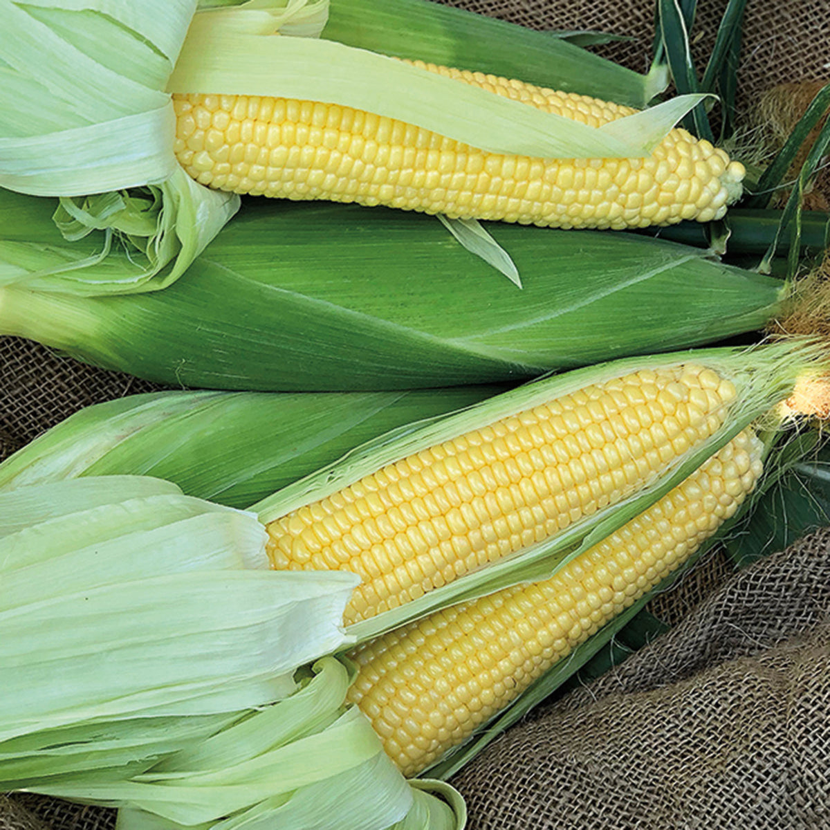 Sweet Corn, Incredible Yellow Hybrid, Treated