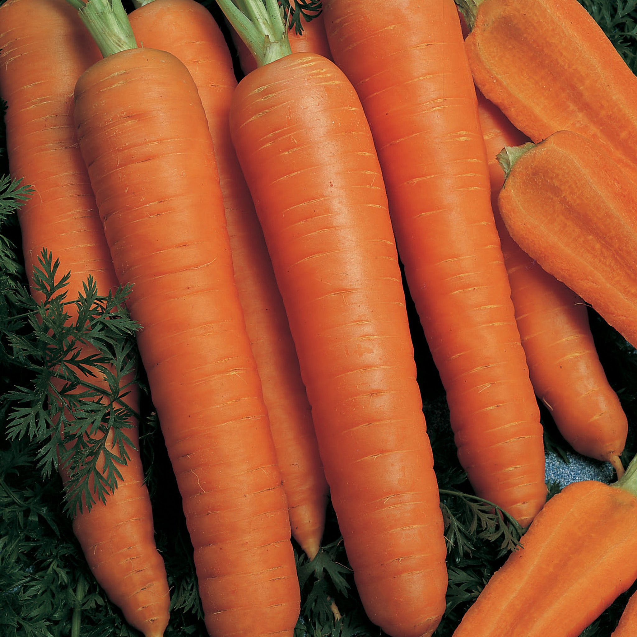 Carrot, Napoli Hybrid Organic