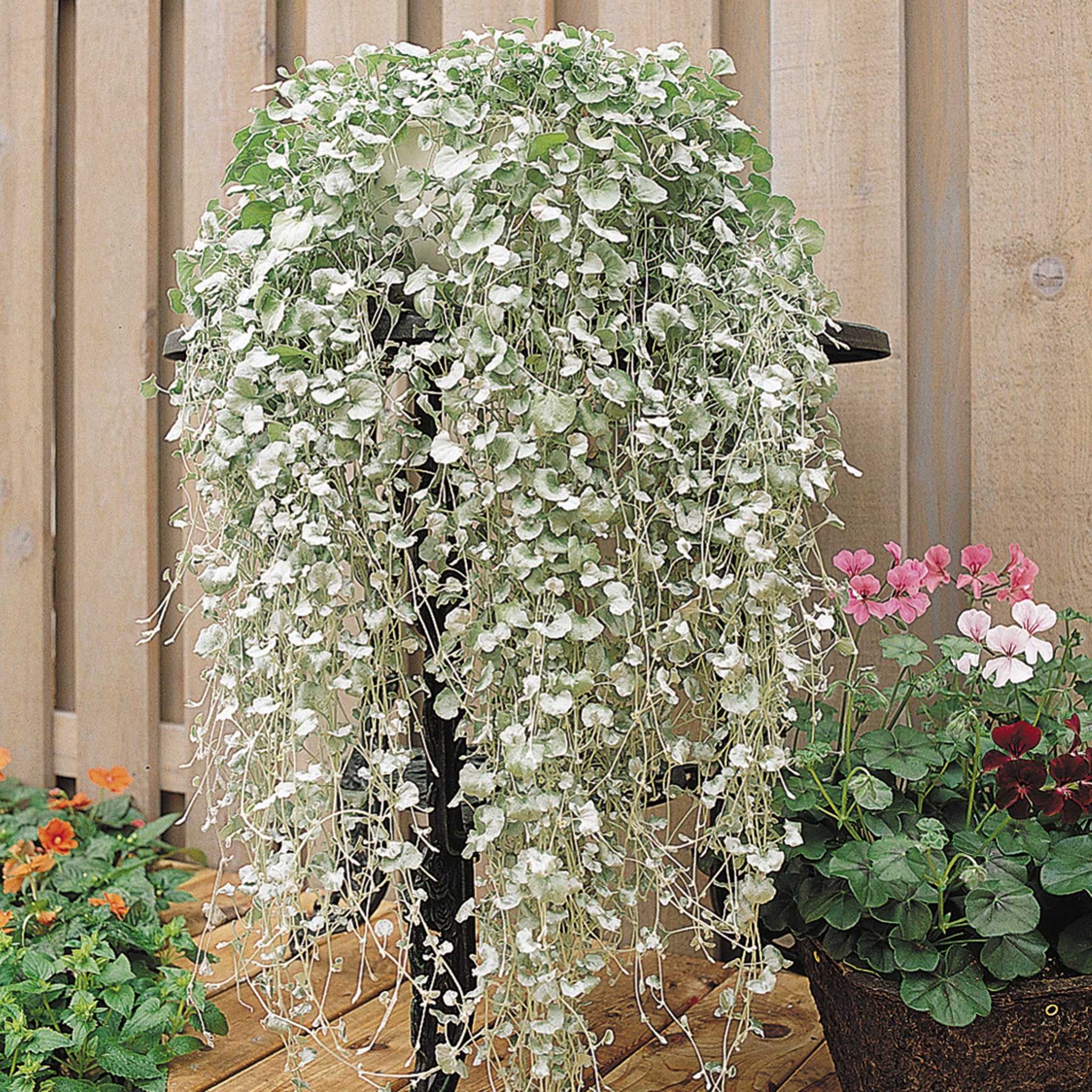 Dichondra, Falls Silver