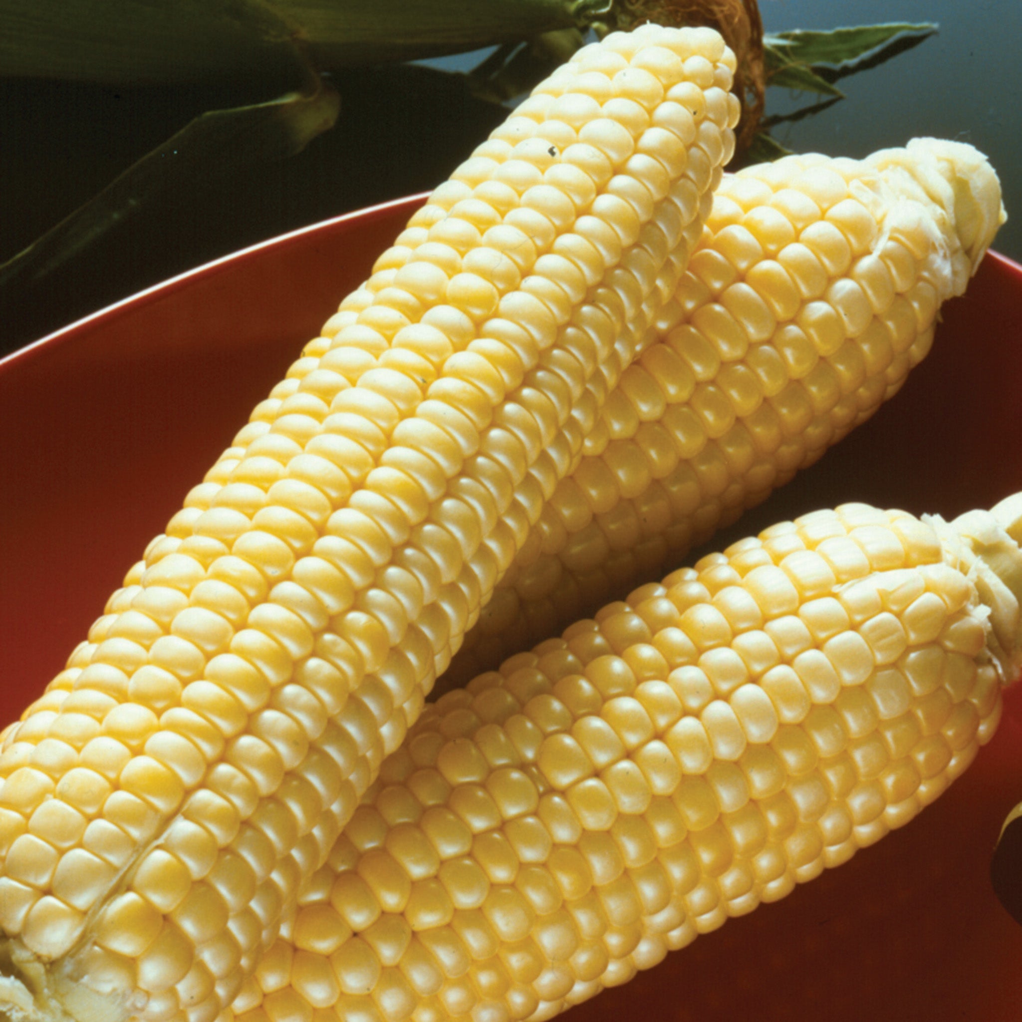 Sweet Corn, Sugar Buns Yellow Hybrid, Treated