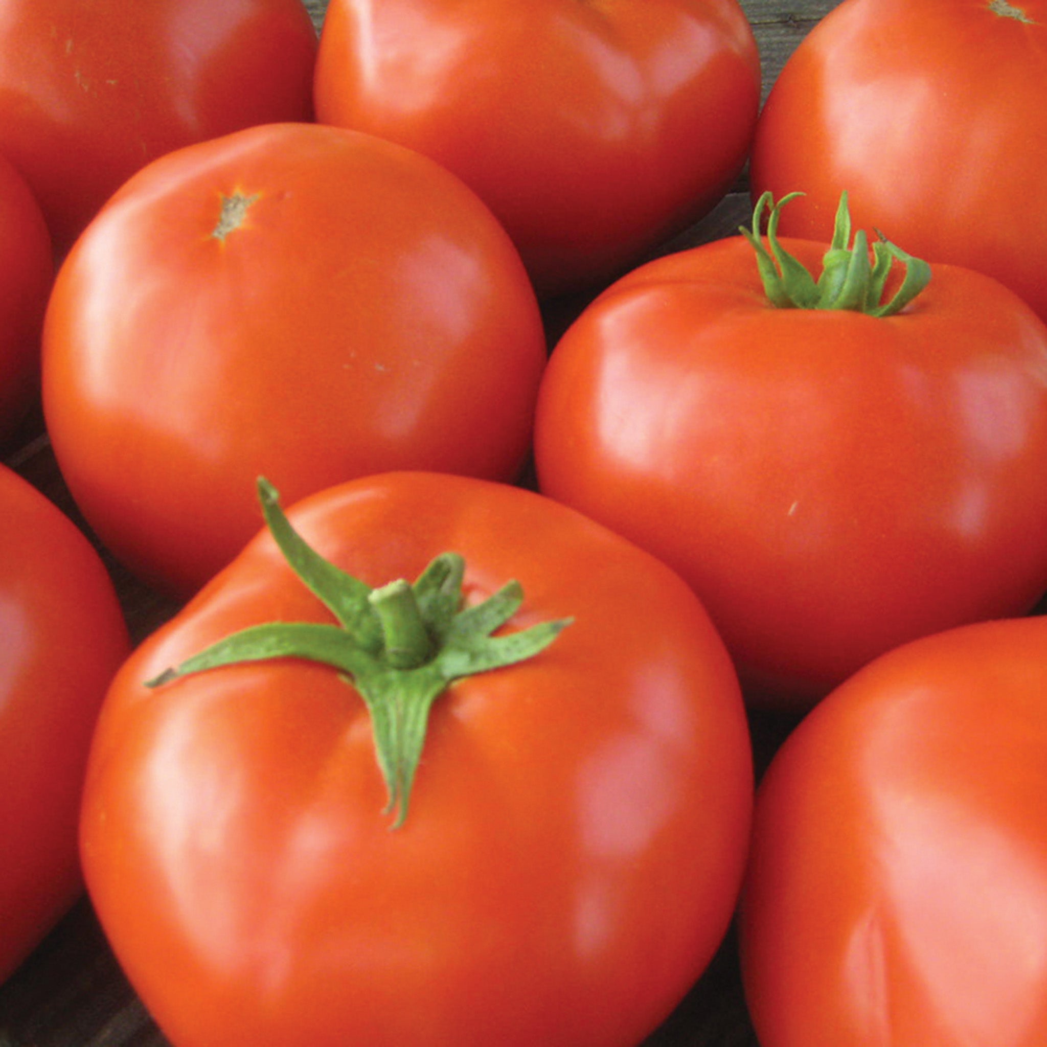 Tomato, Mountain Merit Hybrid