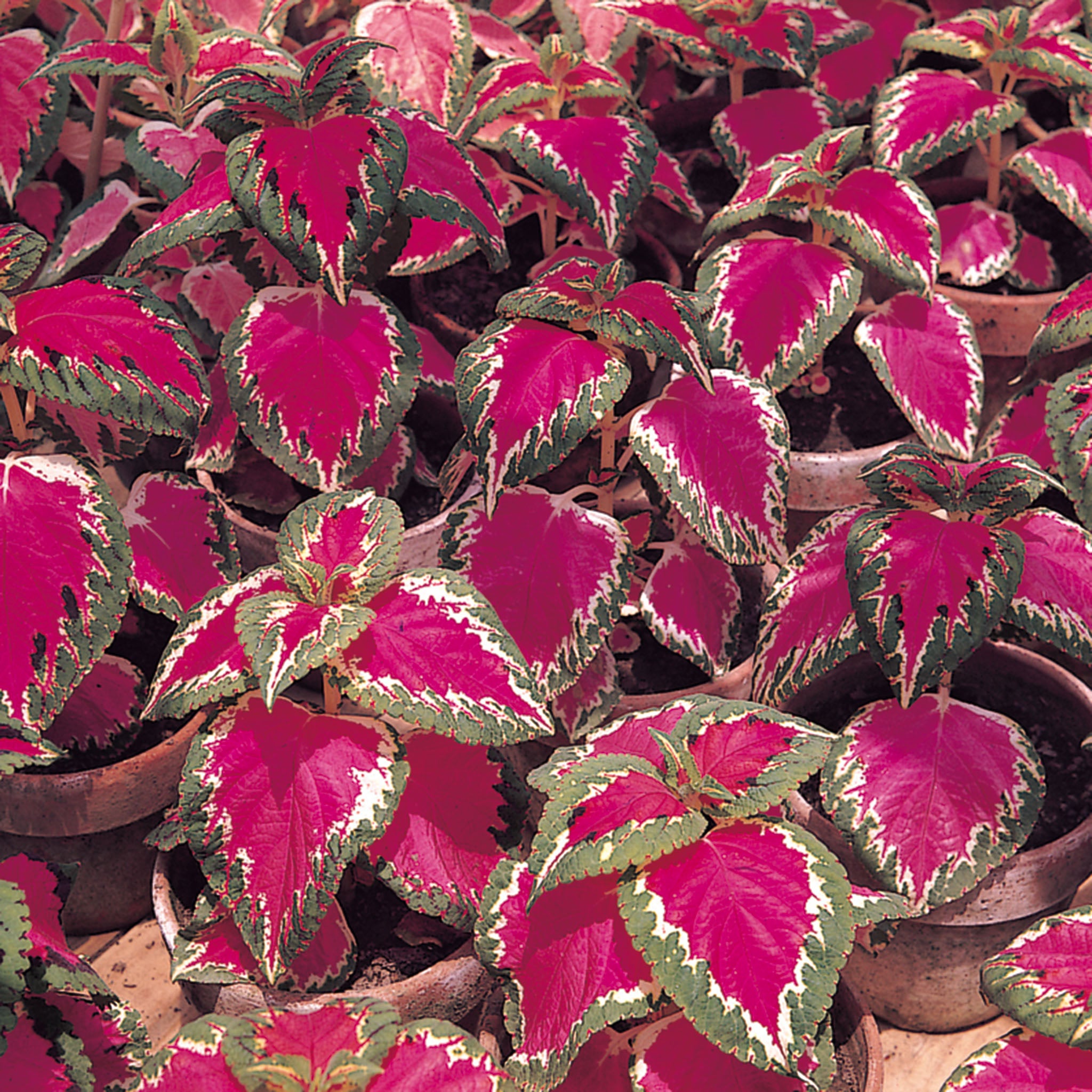 Coleus, Color Pride