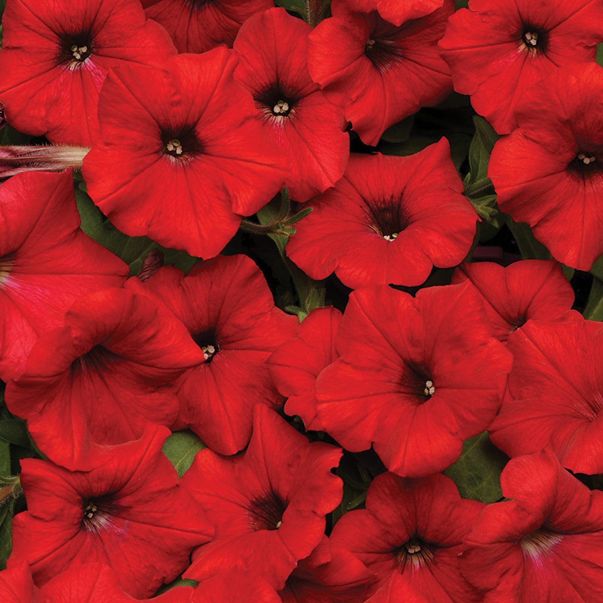 Petunia, Easy Wave® Red Hybrid