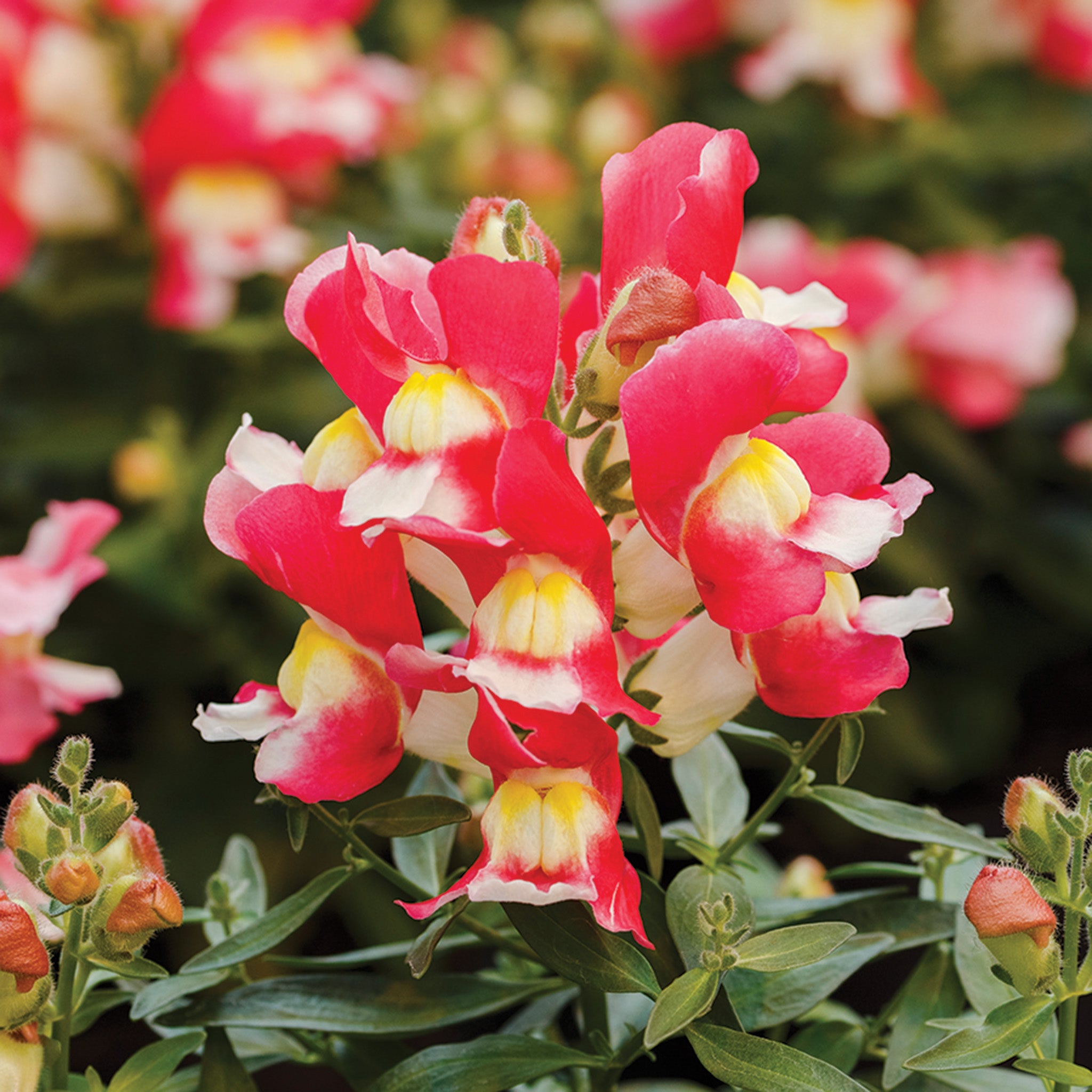 Snapdragon, Snappy™ Rose & White Hybrid