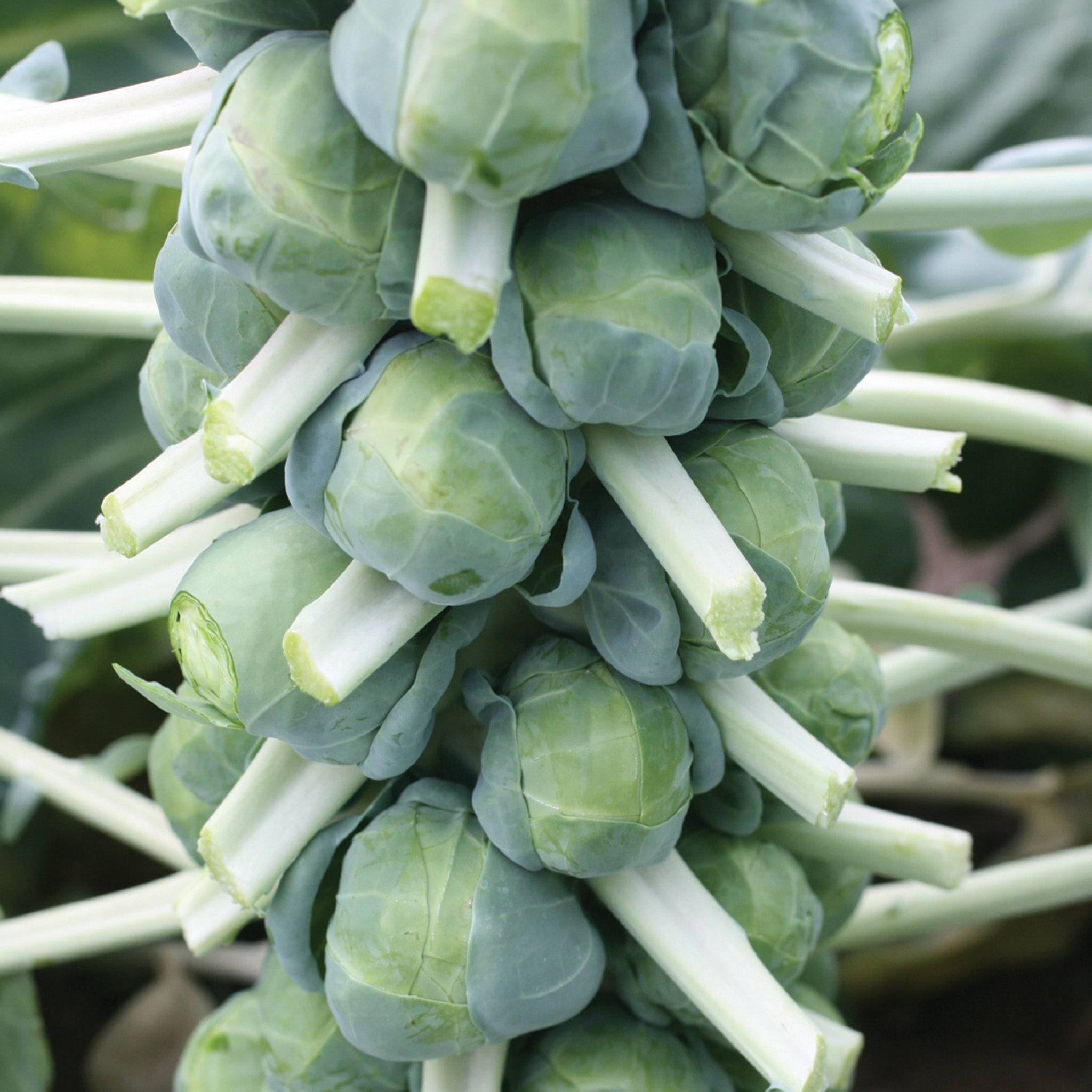 Brussels Sprouts, Franklin Hybrid