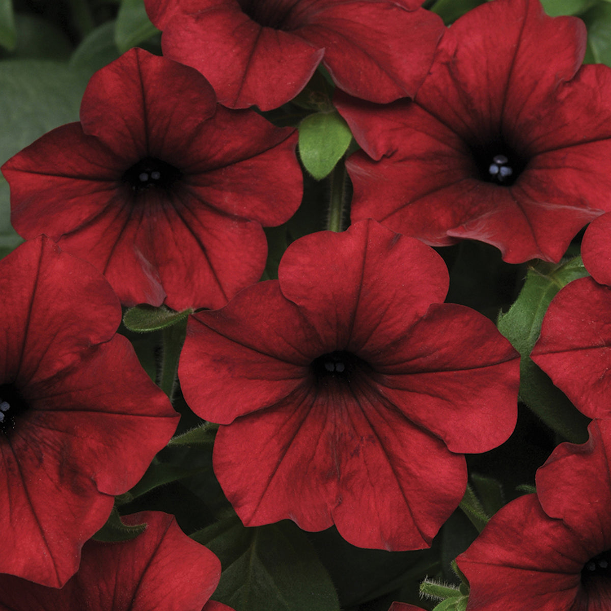 Petunia, Tidal Wave® Red Velour Hybrid