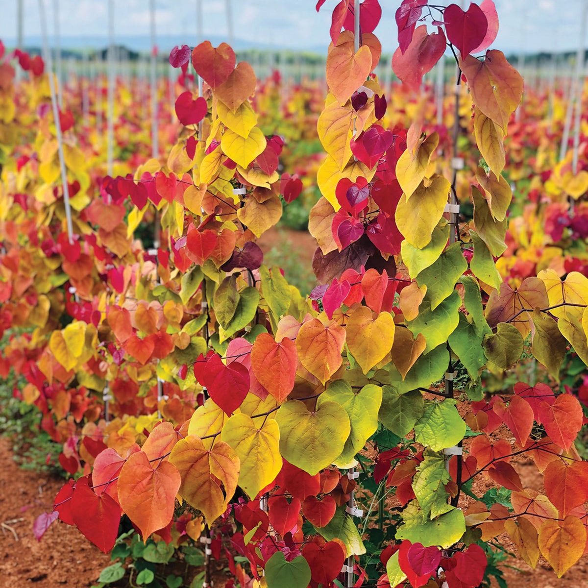 Redbud, Flame Thrower