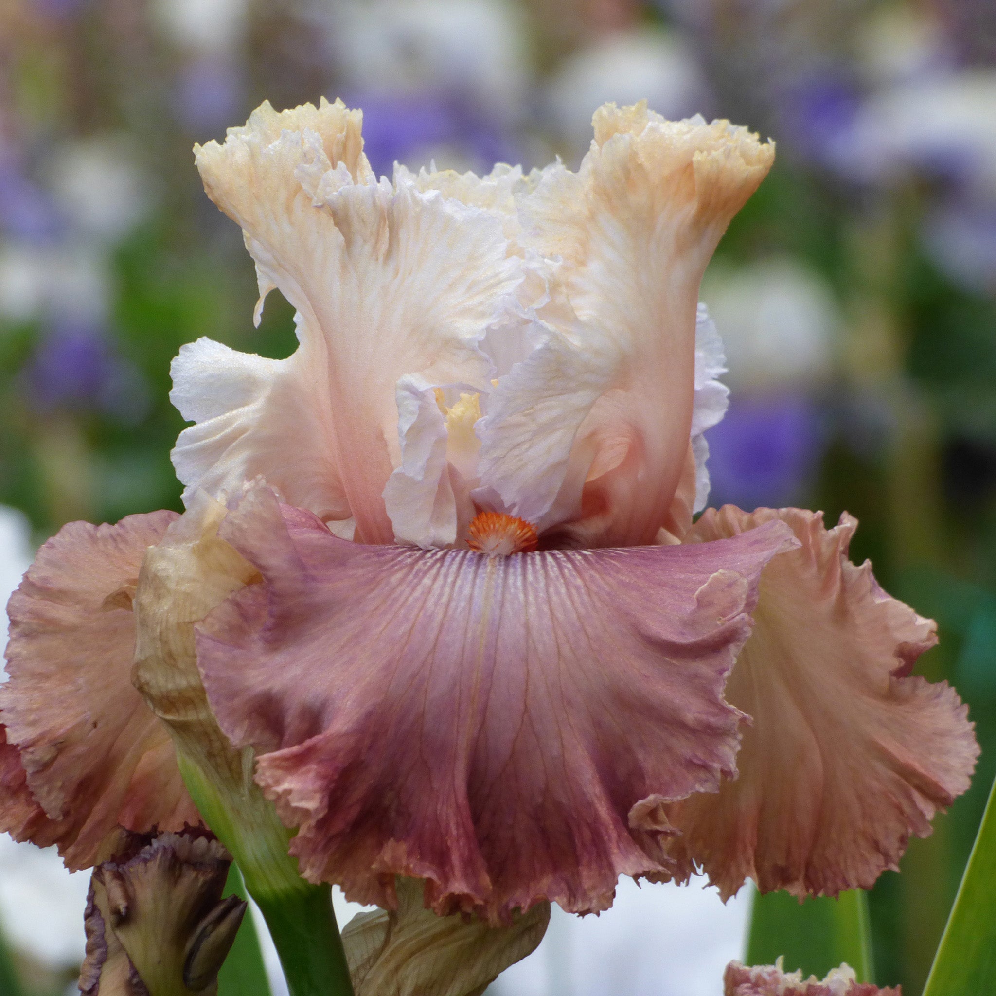 Iris, Bearded, Champagne and Strawberries