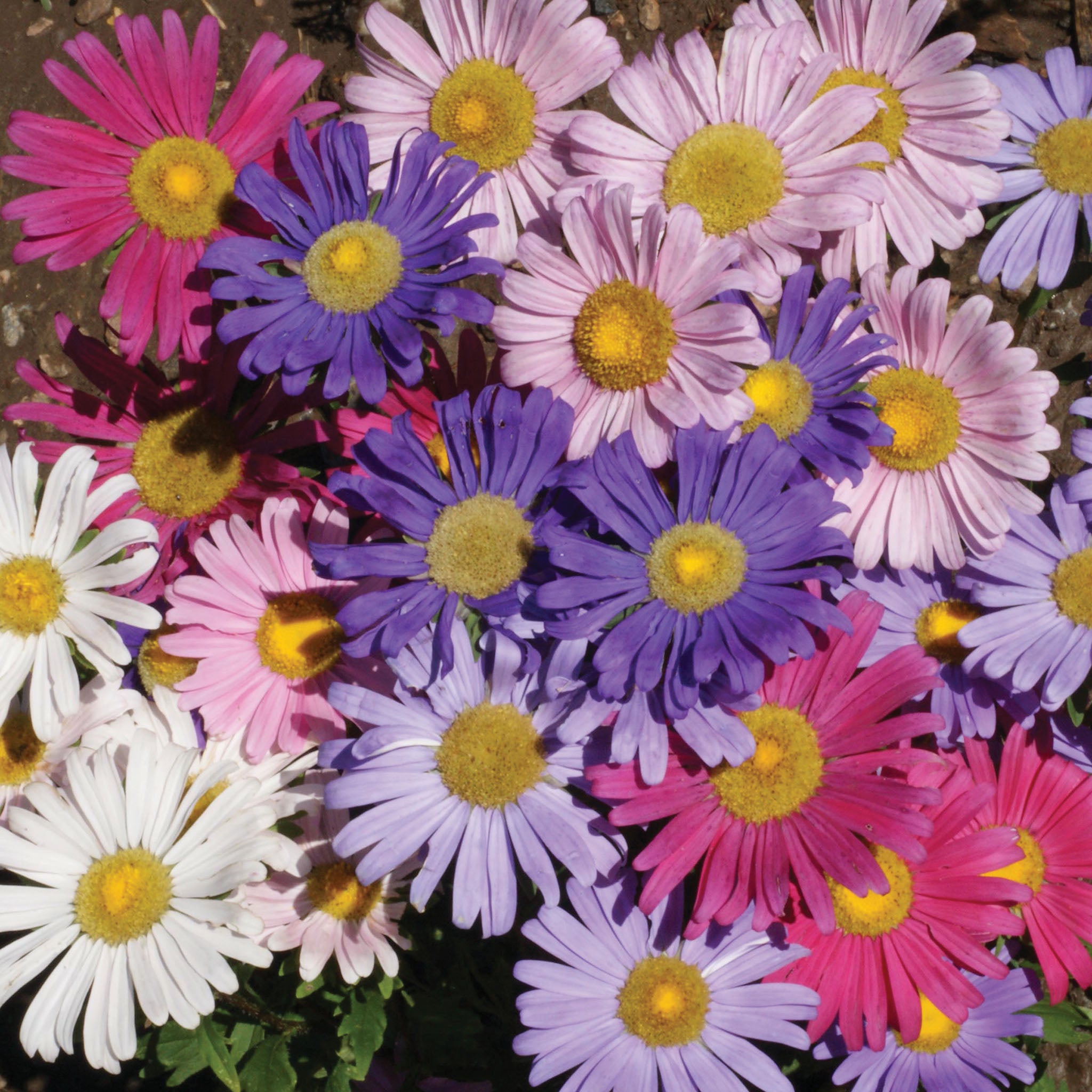 Aster, Single Mix
