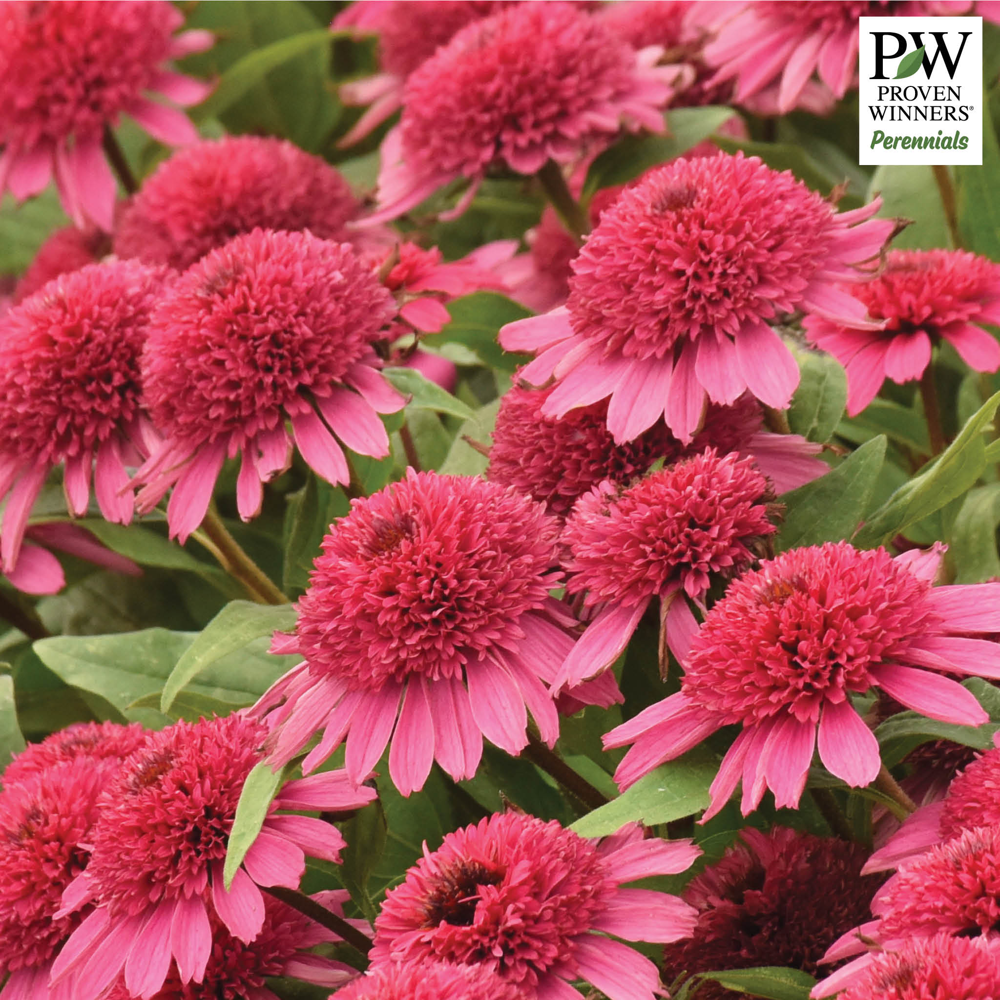 Echinacea, Double Coded® Raspberry Beret