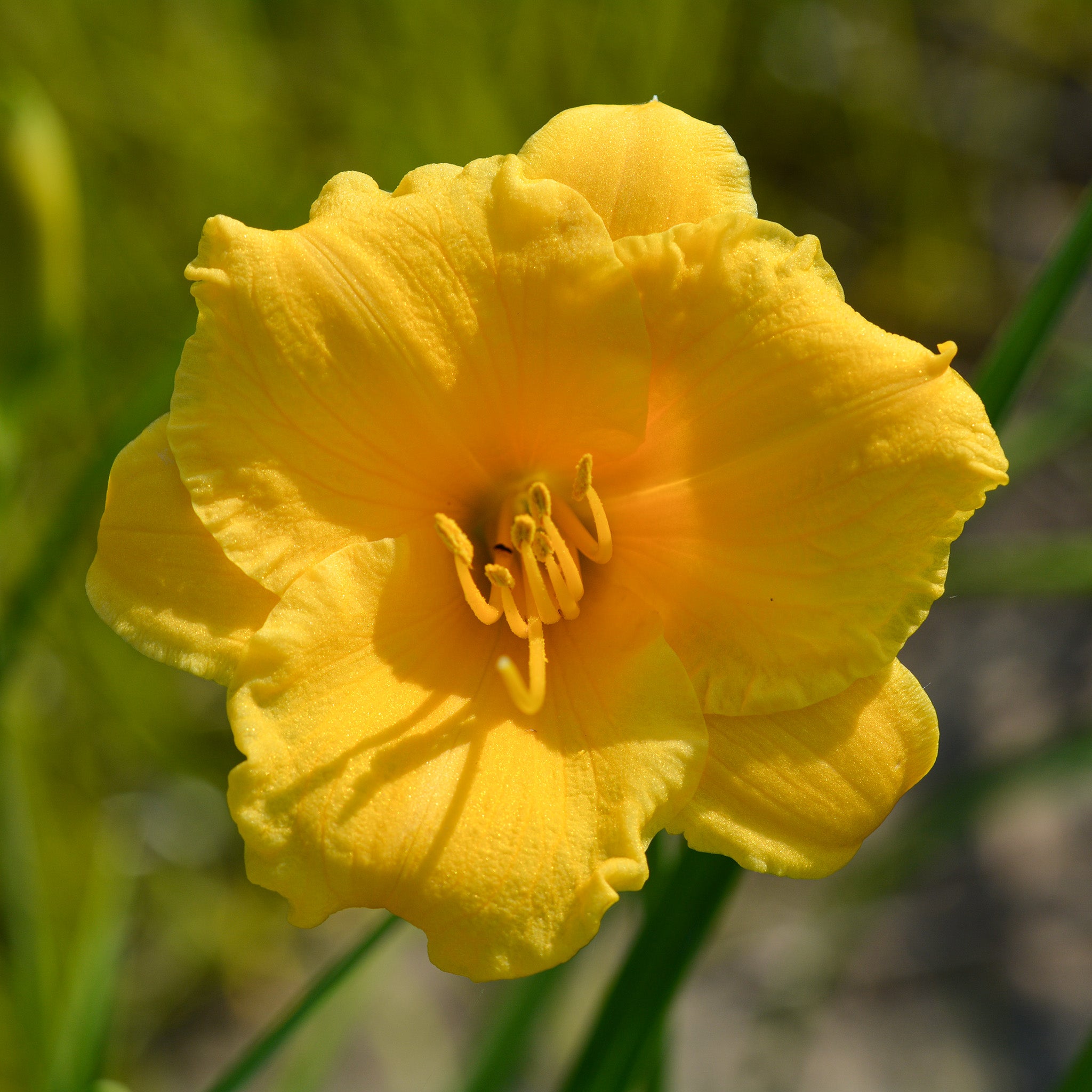 Daylily, Stella de Oro