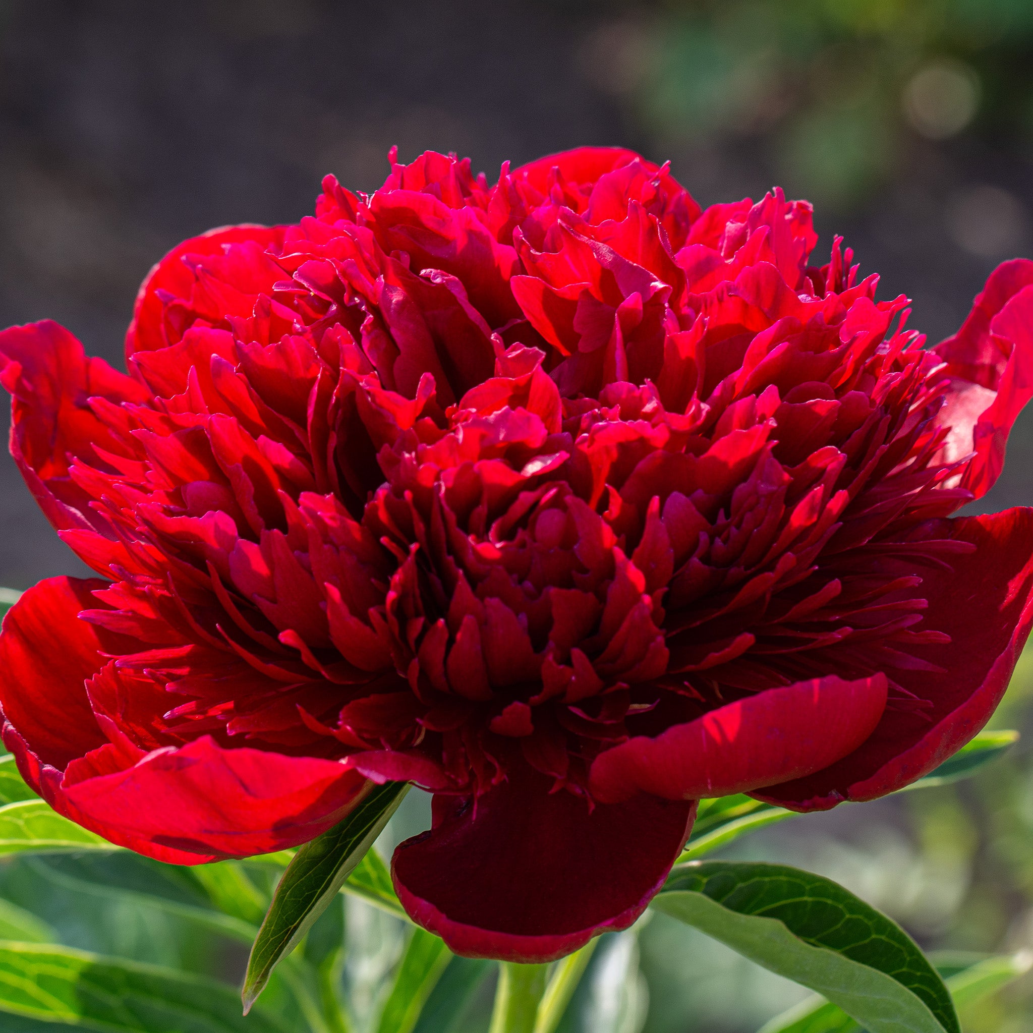 Peony, Red Charm