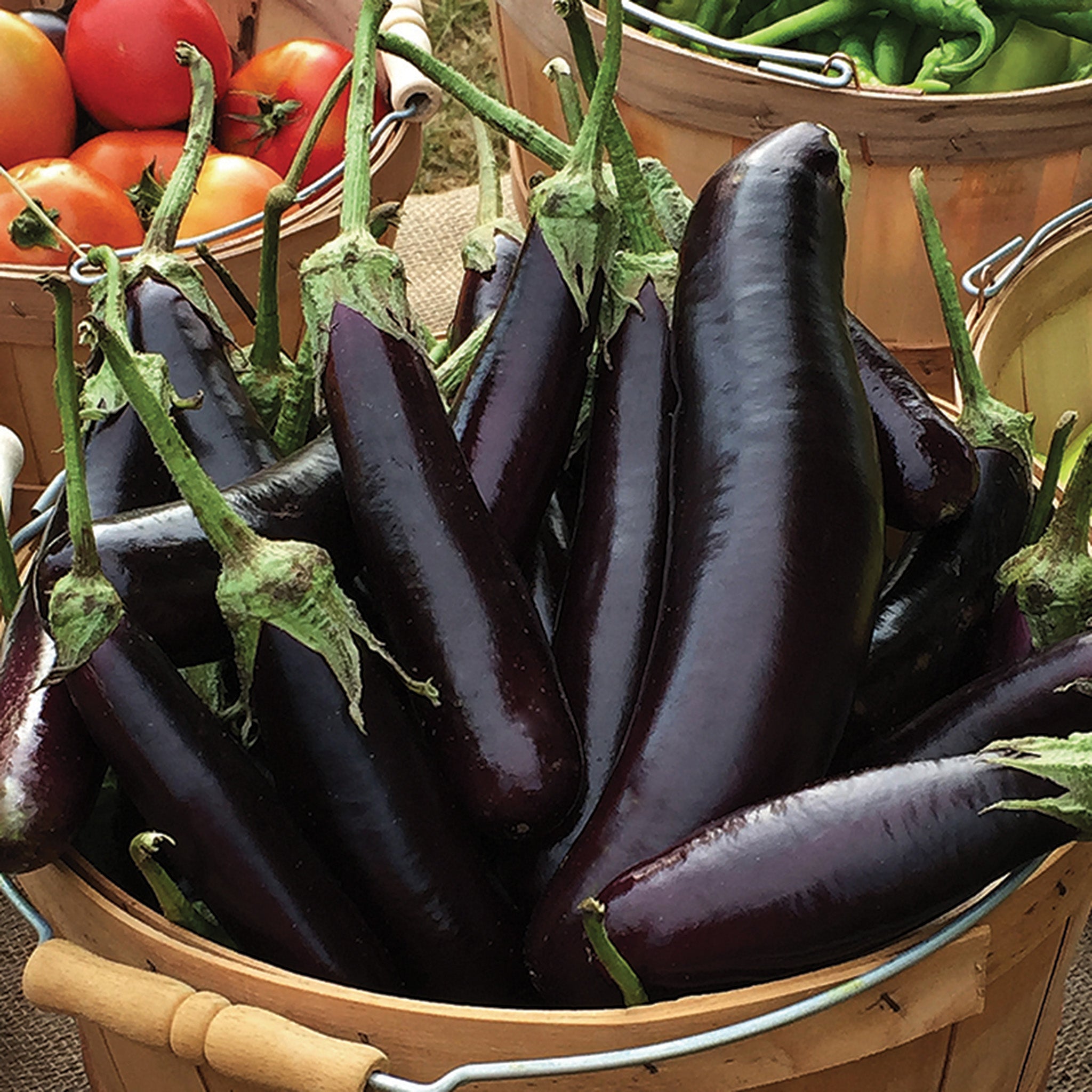 Eggplant, Hansel Hybrid