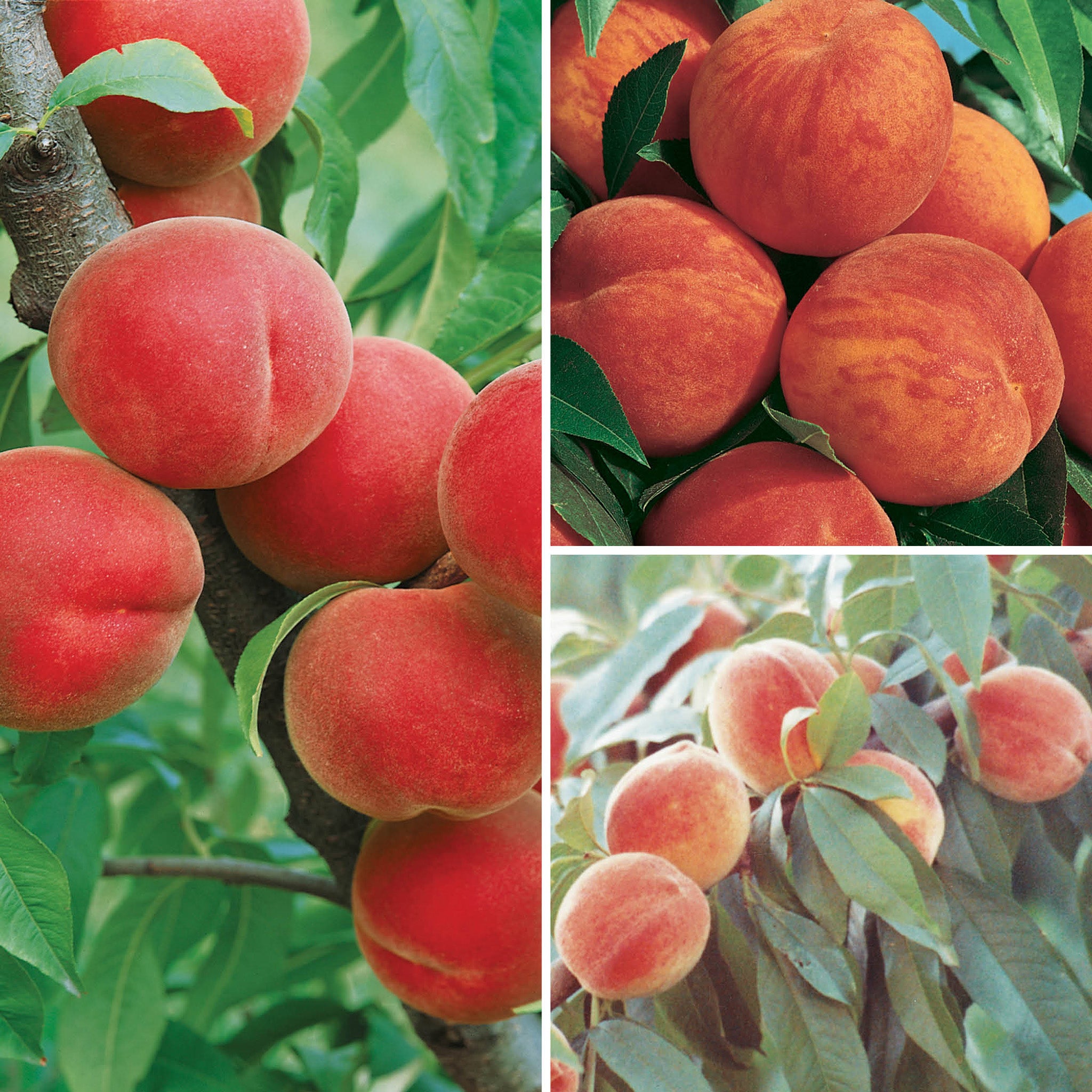 Peach Offer - Substitution: 2 Contender Peach & 1 Madison Peach