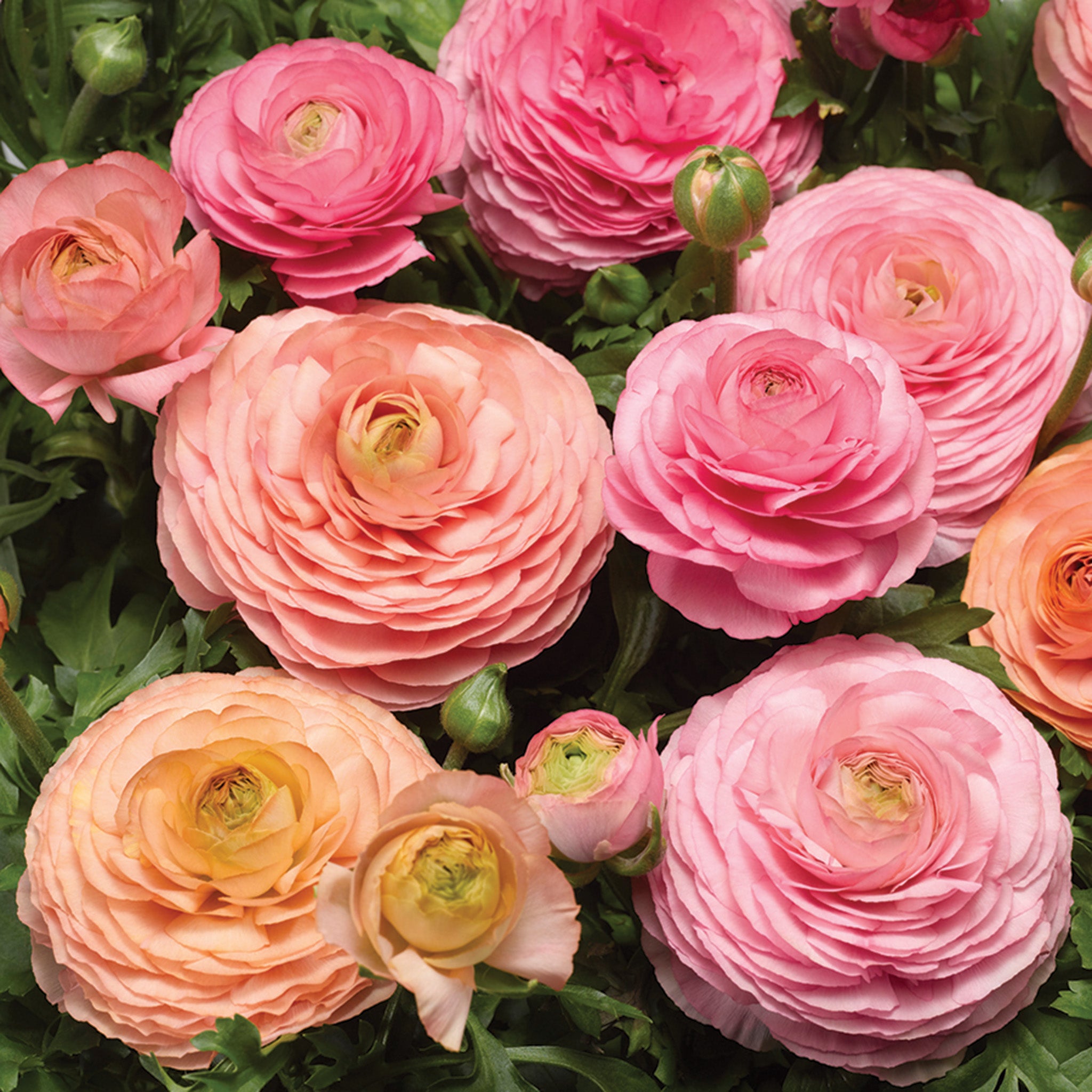 Ranunculus, Magic™ Pink & Peach