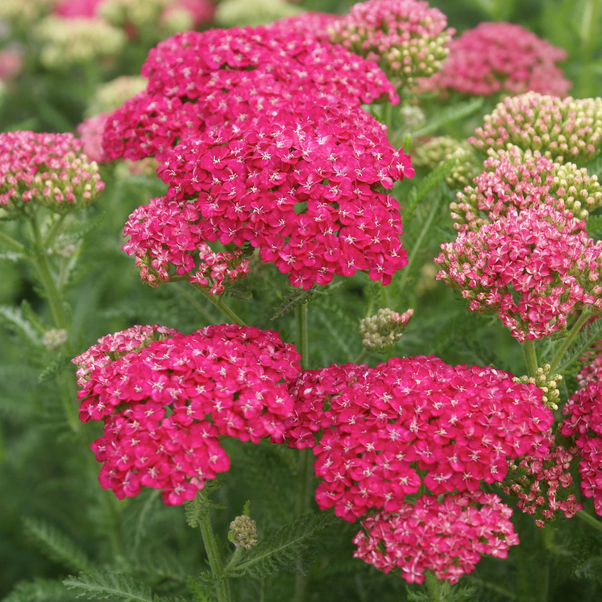 Yarrow, Saucy Seduction