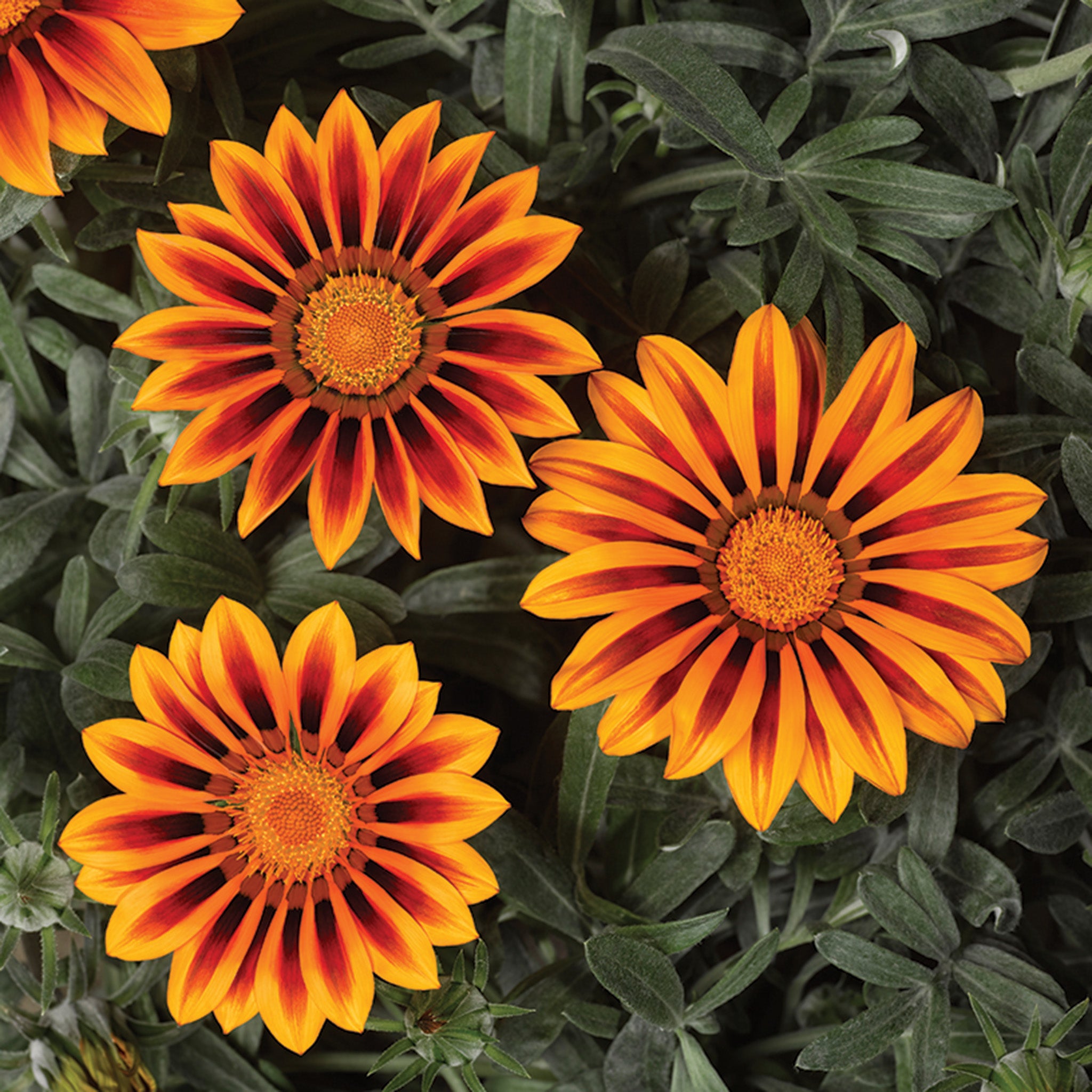 Gazania, Frosty Kiss™ Orange Flame Hybrid