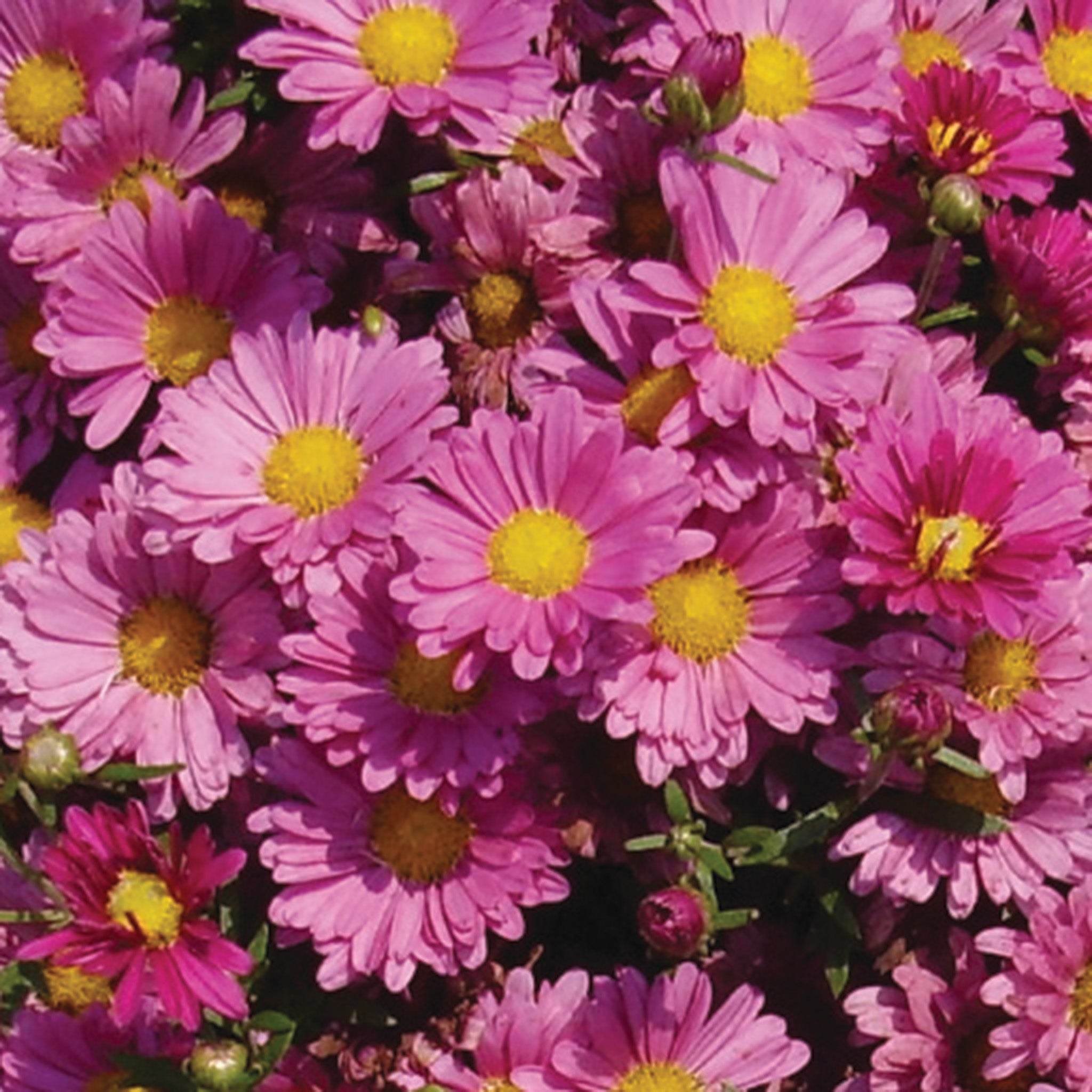 Chrysanthemum, Mammoth™ Lavender Daisy