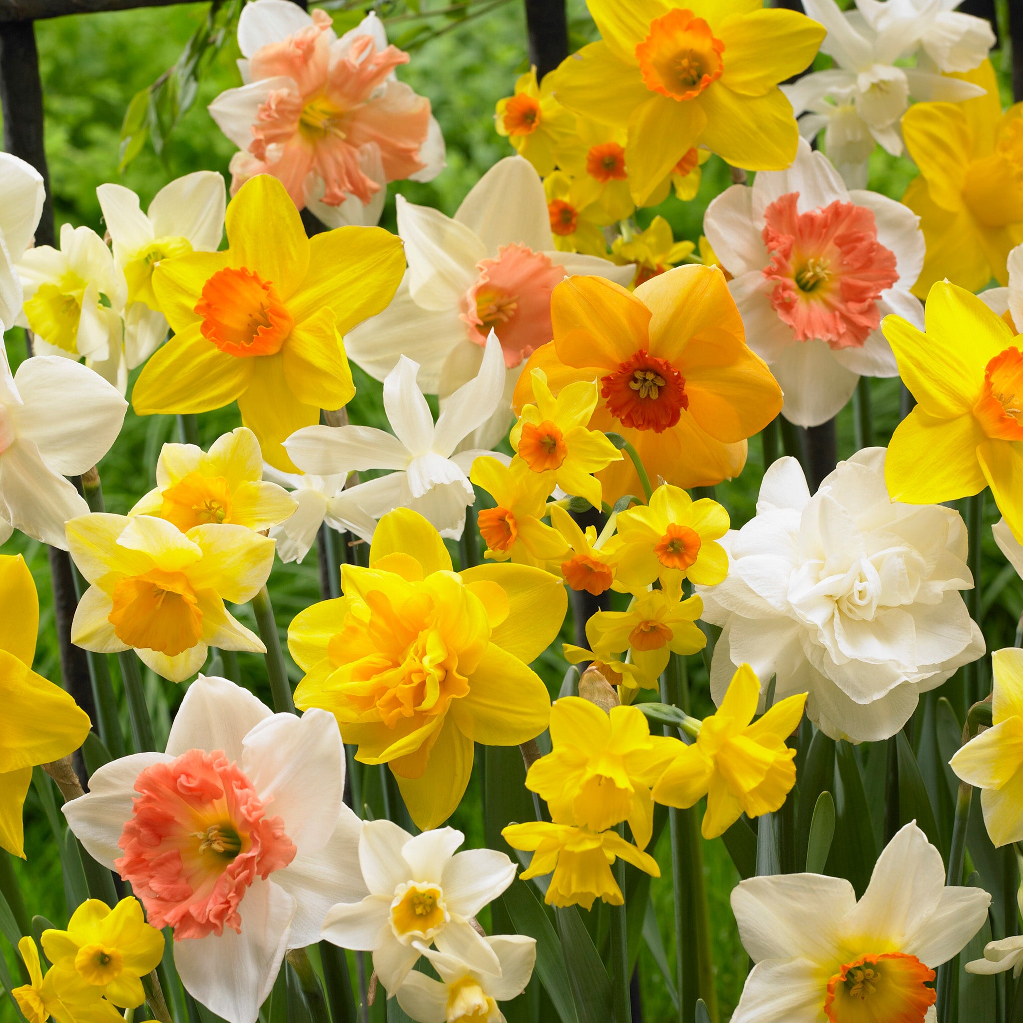 Daffodil, All Spring Mix, 50 Pack