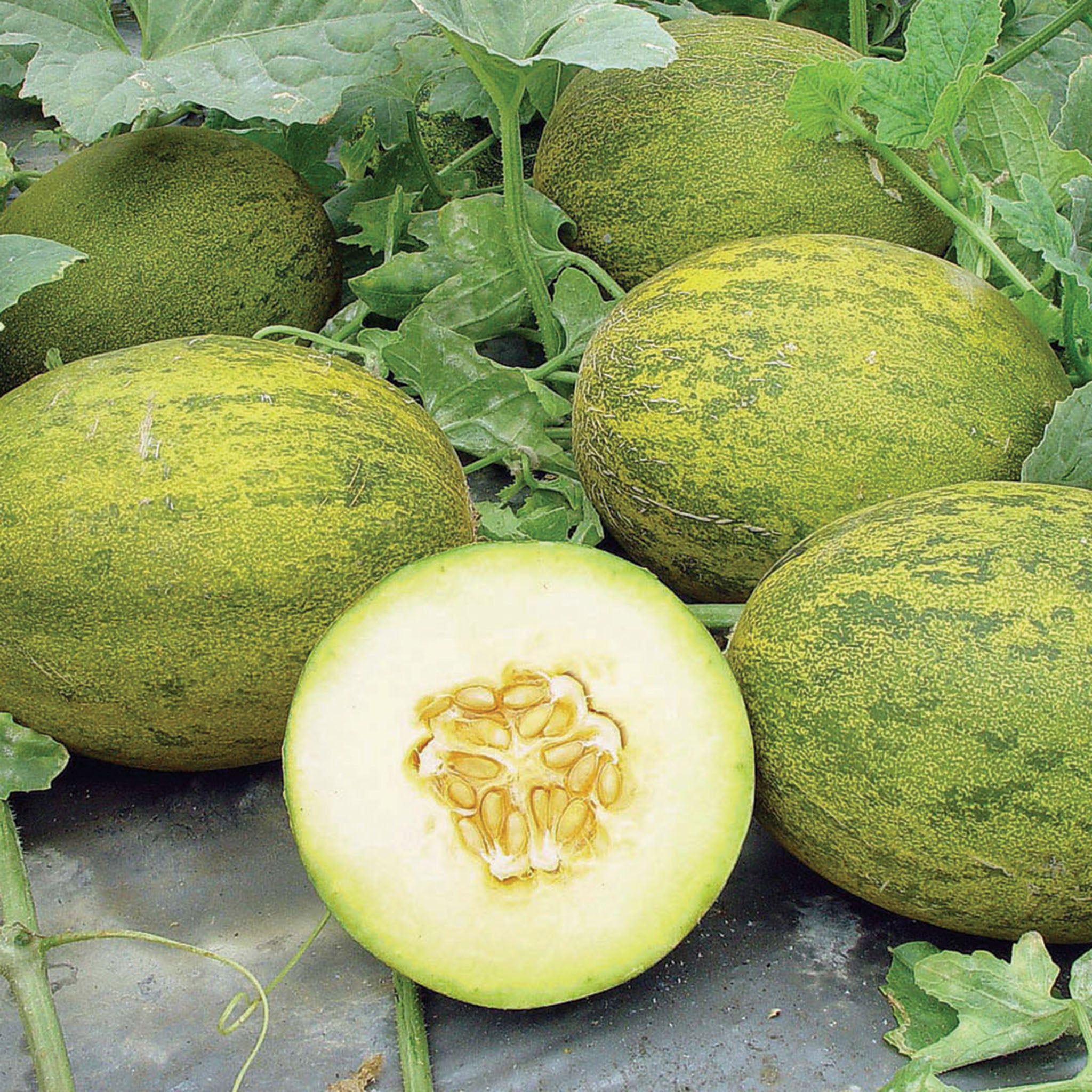 Melon, Lambkin Hybrid