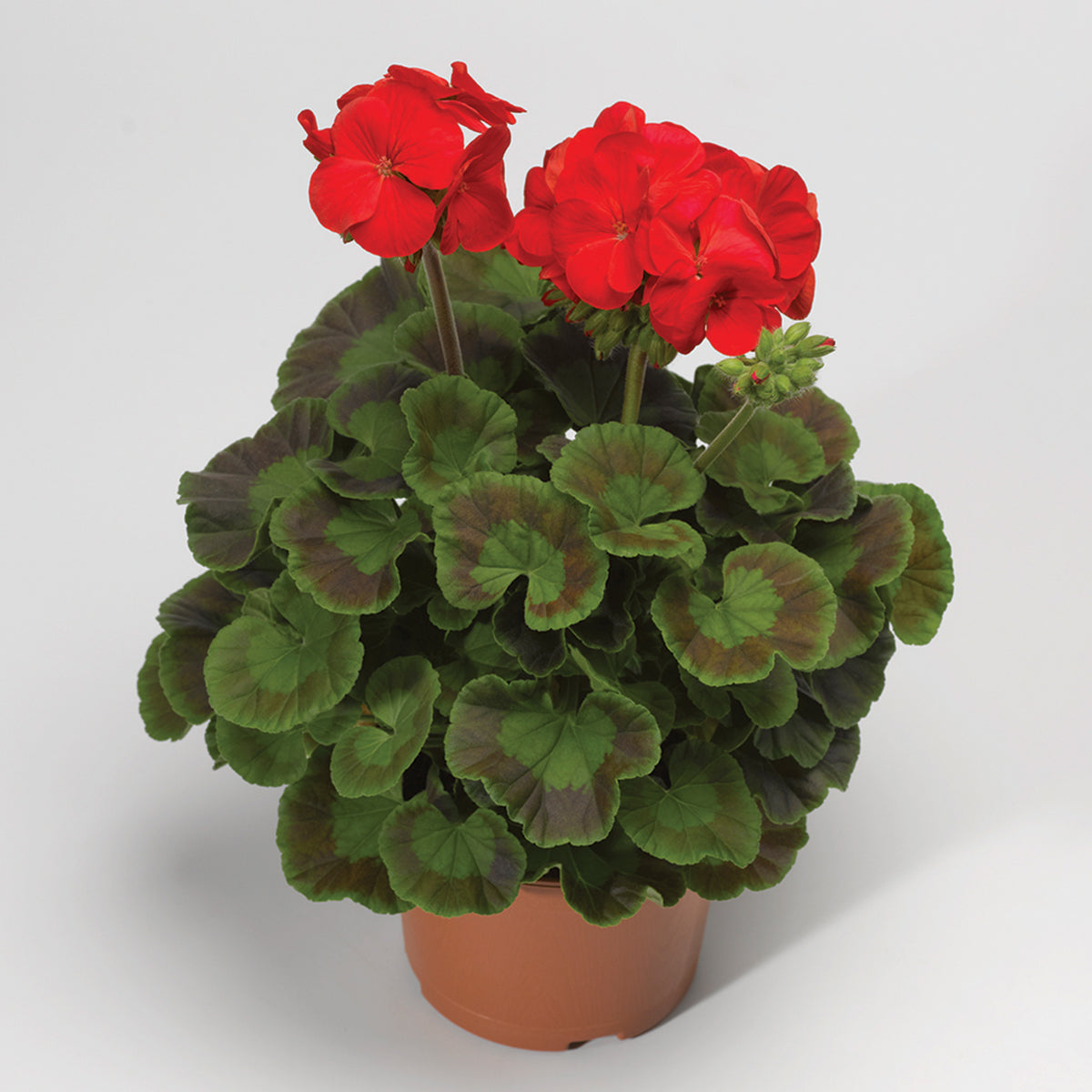 Geranium, Maverick™ Red Hybrid
