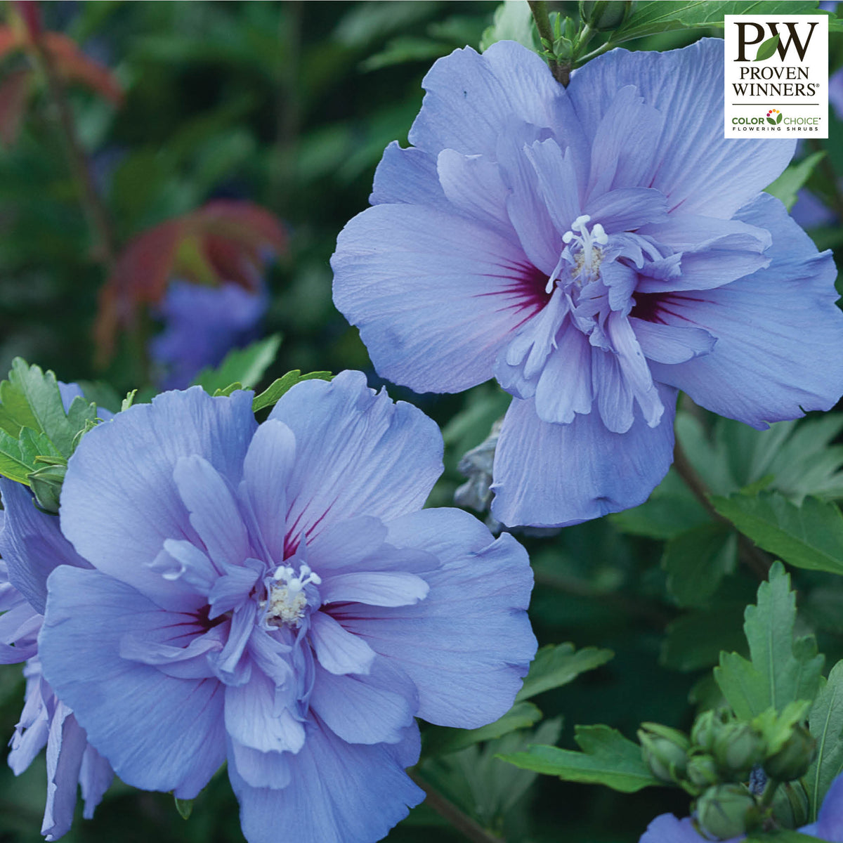 Hibiscus, Blue Chiffon®