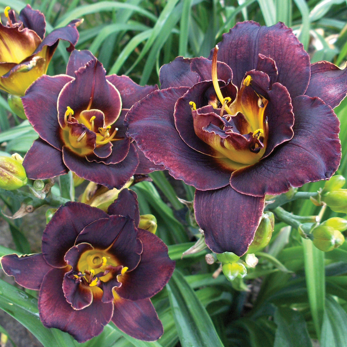 Daylily, Voodoo Dancer