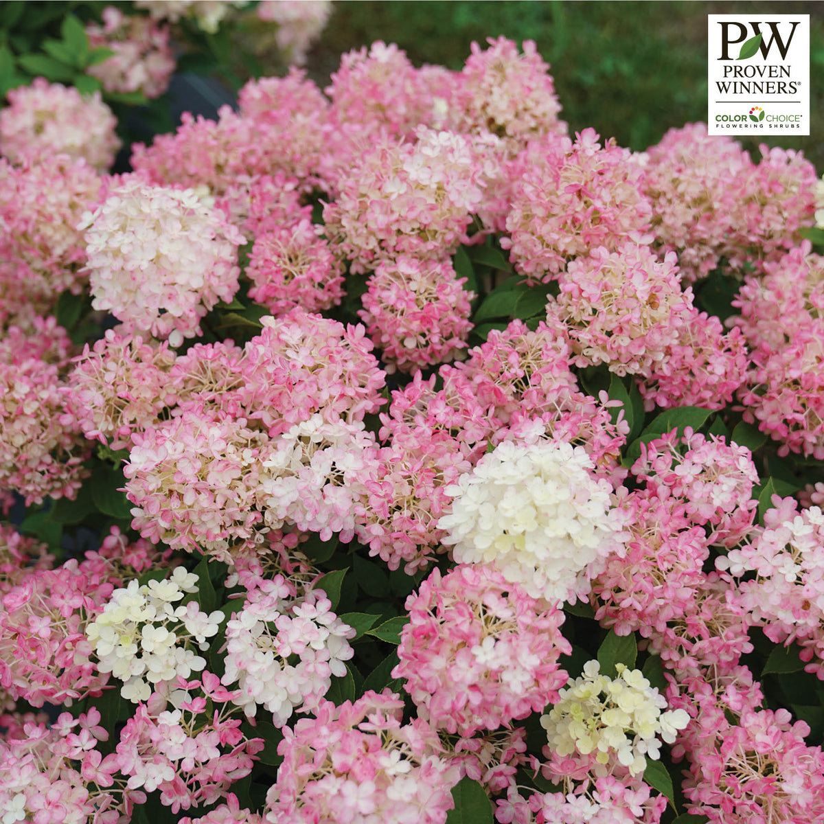 Hydrangea, Fire Light Tid Bit™