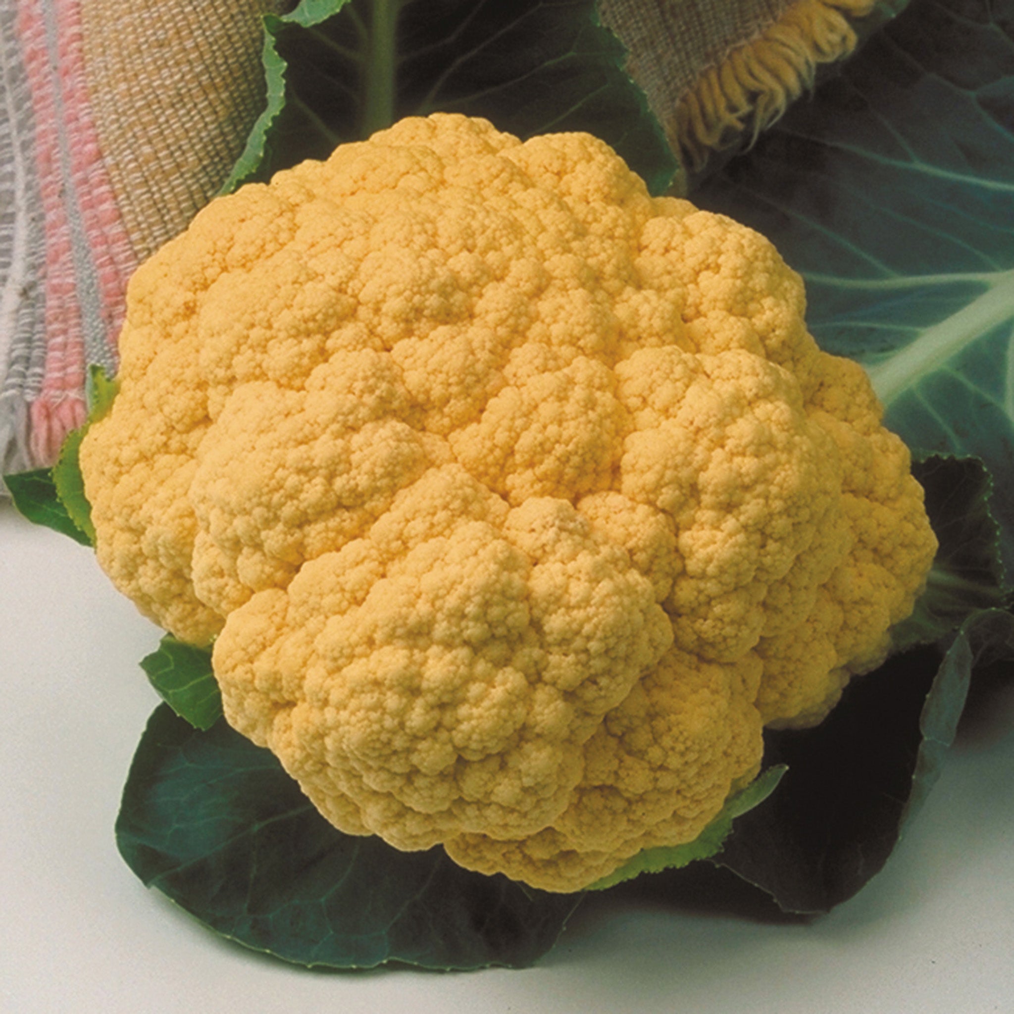 Cauliflower, Cheddar Hybrid