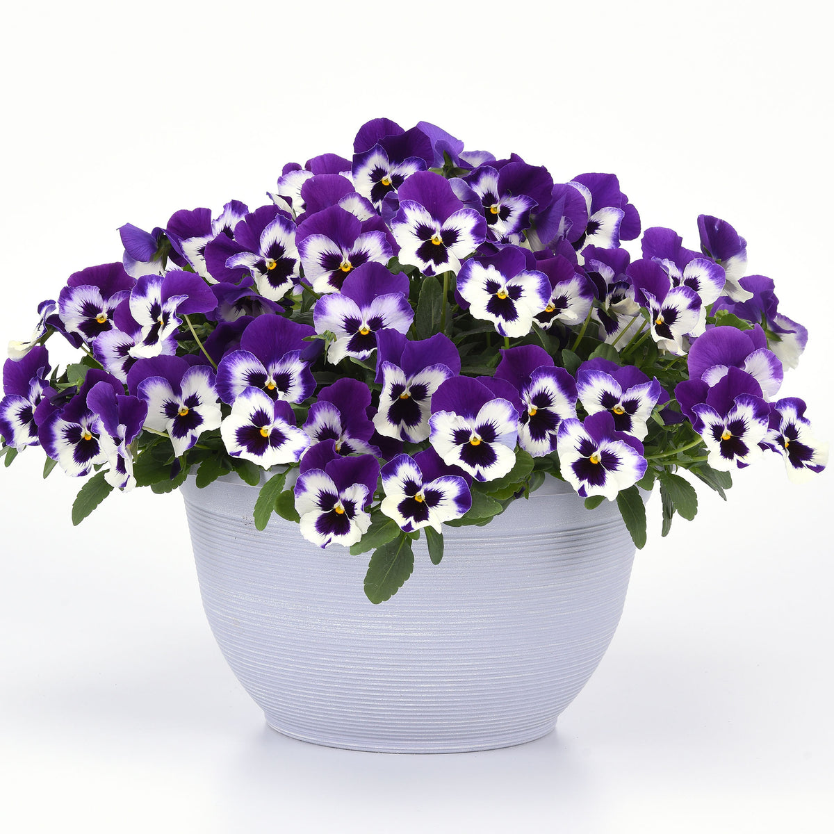 Pansy, Top Wave® Purple White Hybrid