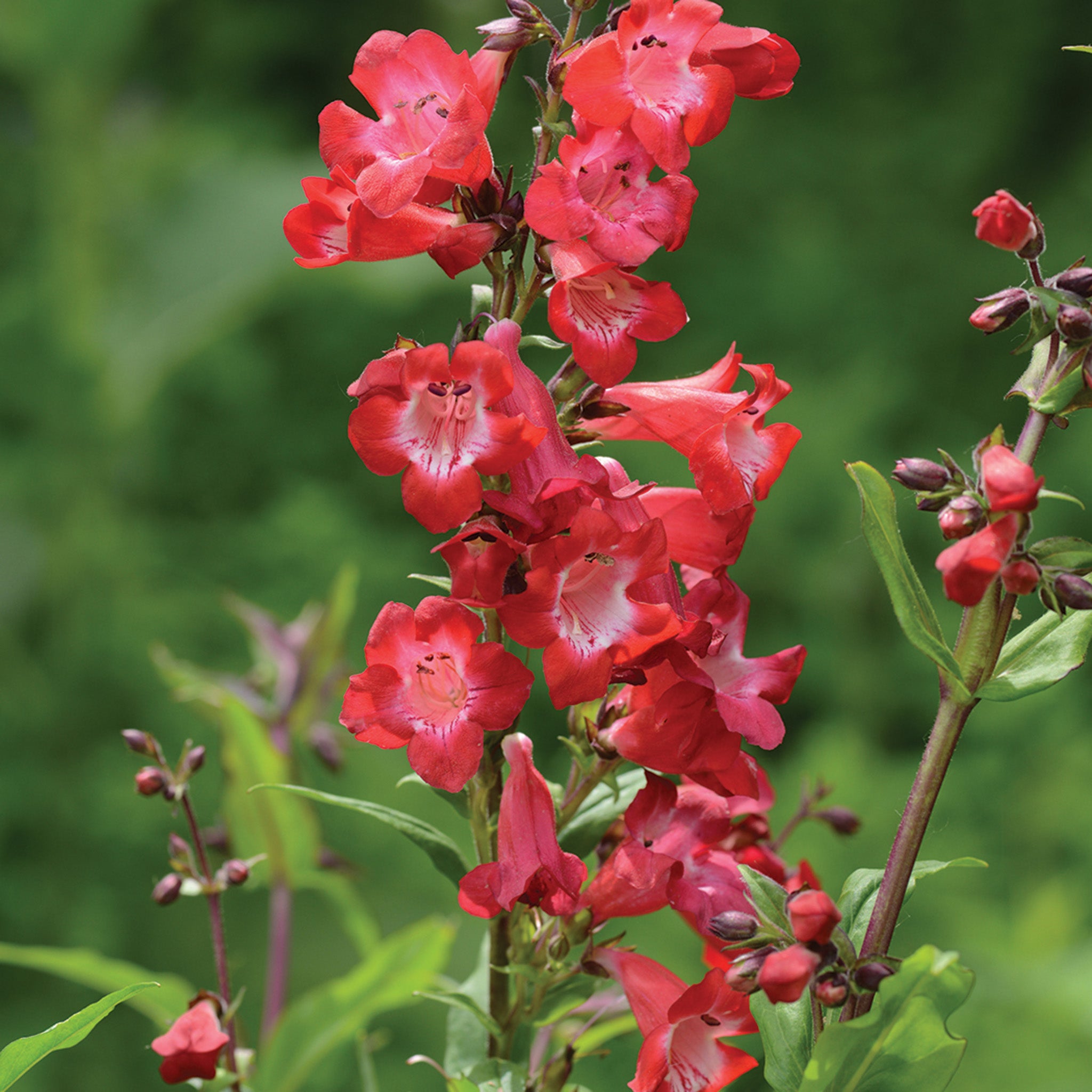Penstemon, Cherry Sparks