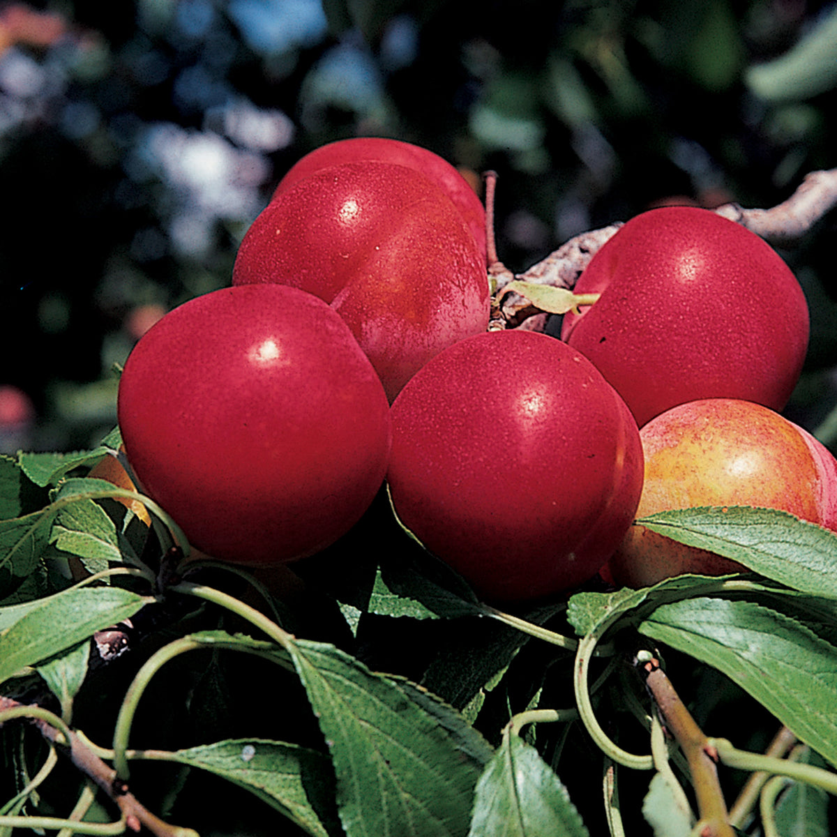 Plum, Pipestone