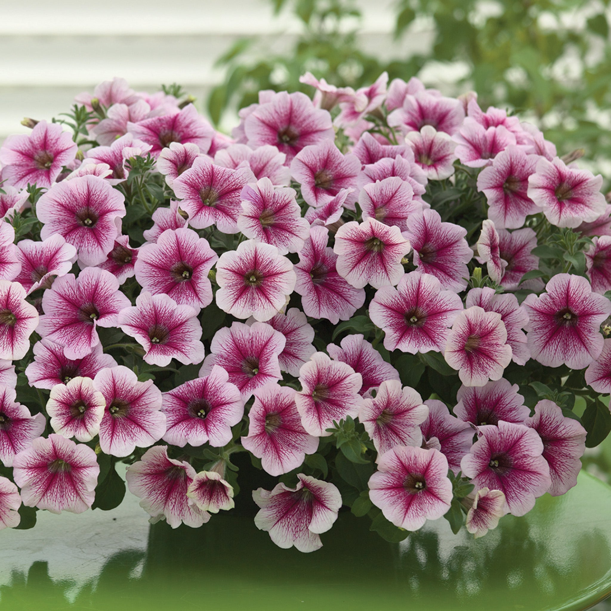 Petunia, Opera Supreme™ Raspberry Ice Hybrid