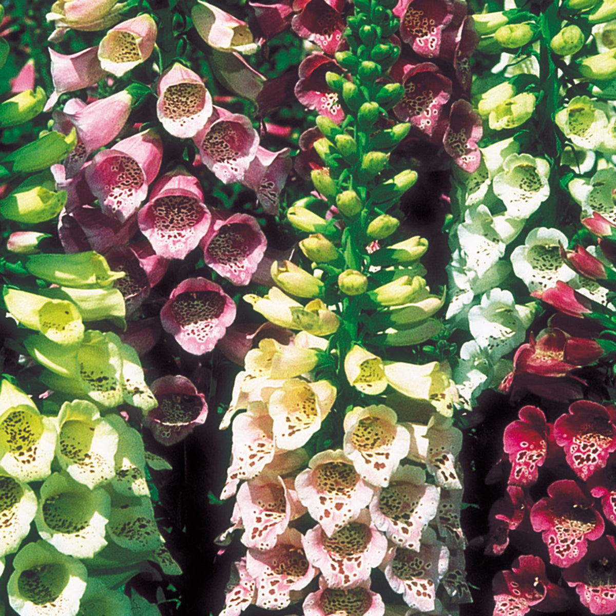 Foxglove, Foxy Mix