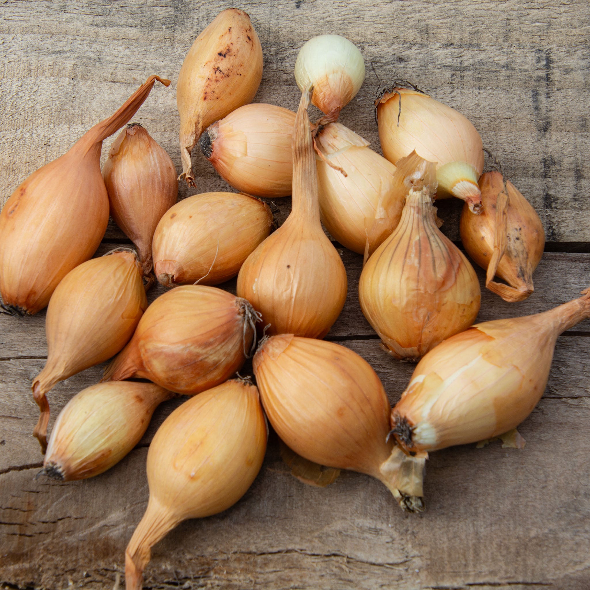 Onion Sets, Yellow Stuttgarter, 1 Qt