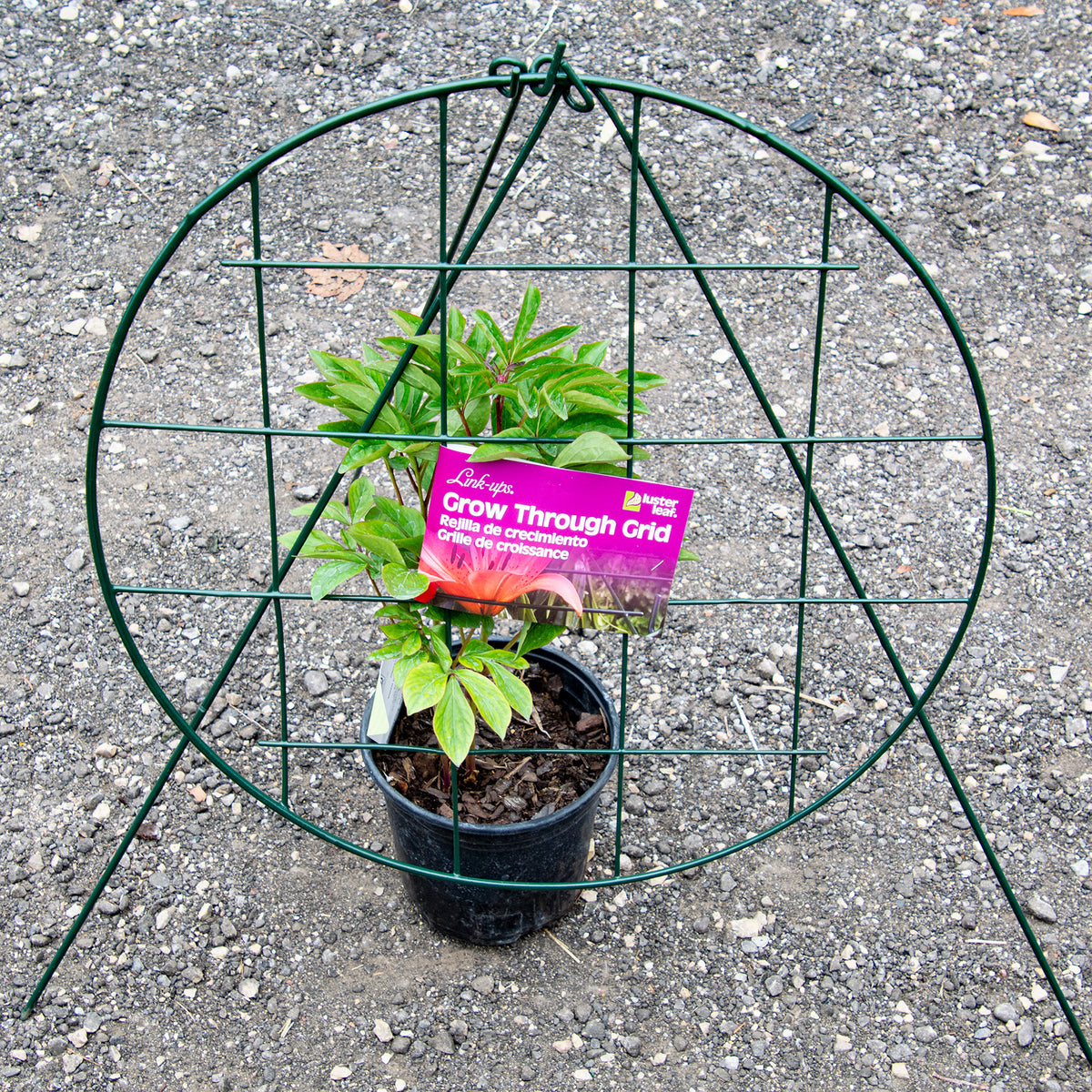 Luster Leaf® Grow Through Grid, 3 Pack