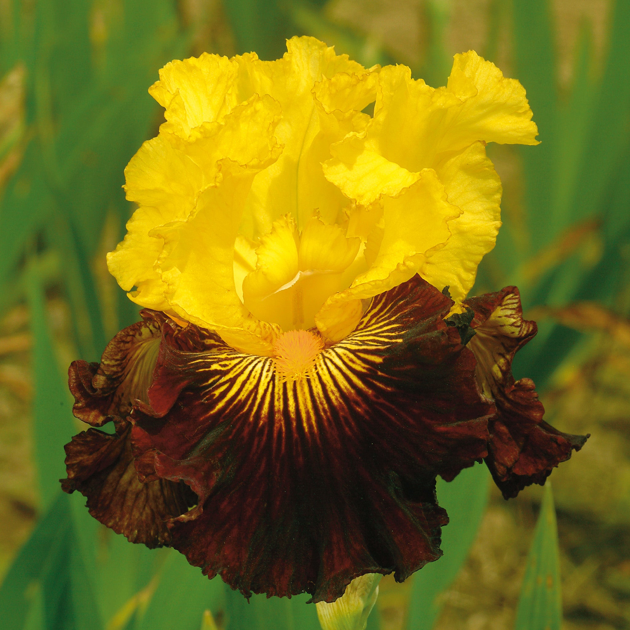 Iris, Bearded, Pirate Ahoy