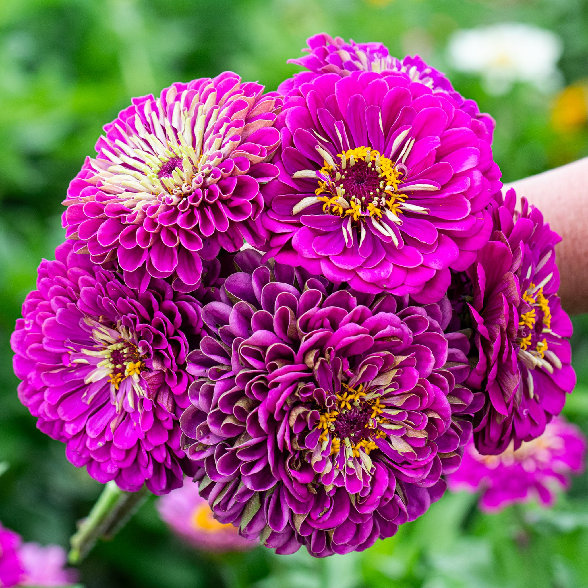Zinnia, Super Giant Violet Queen