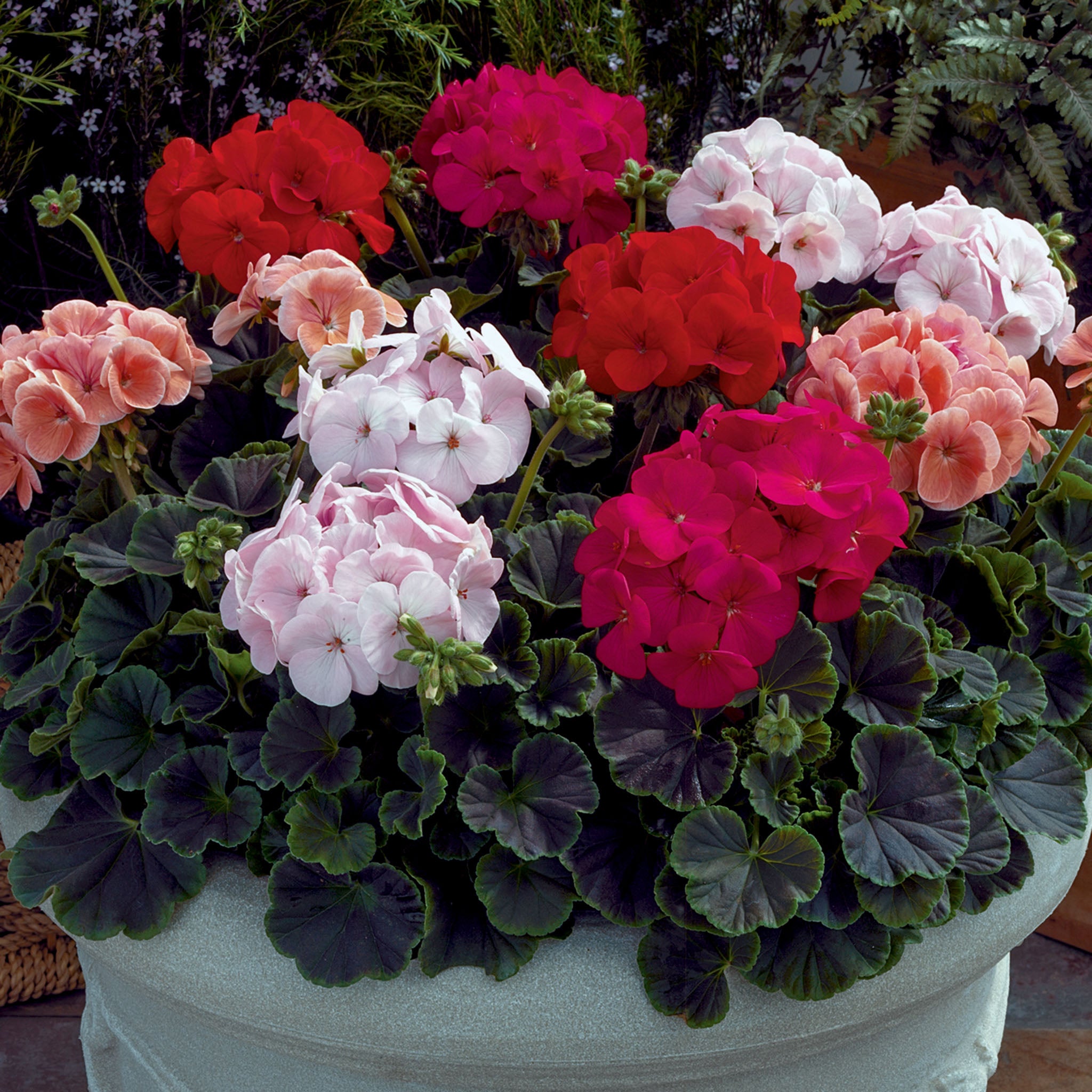 Geranium, Bullseye™ Mix Hybrid