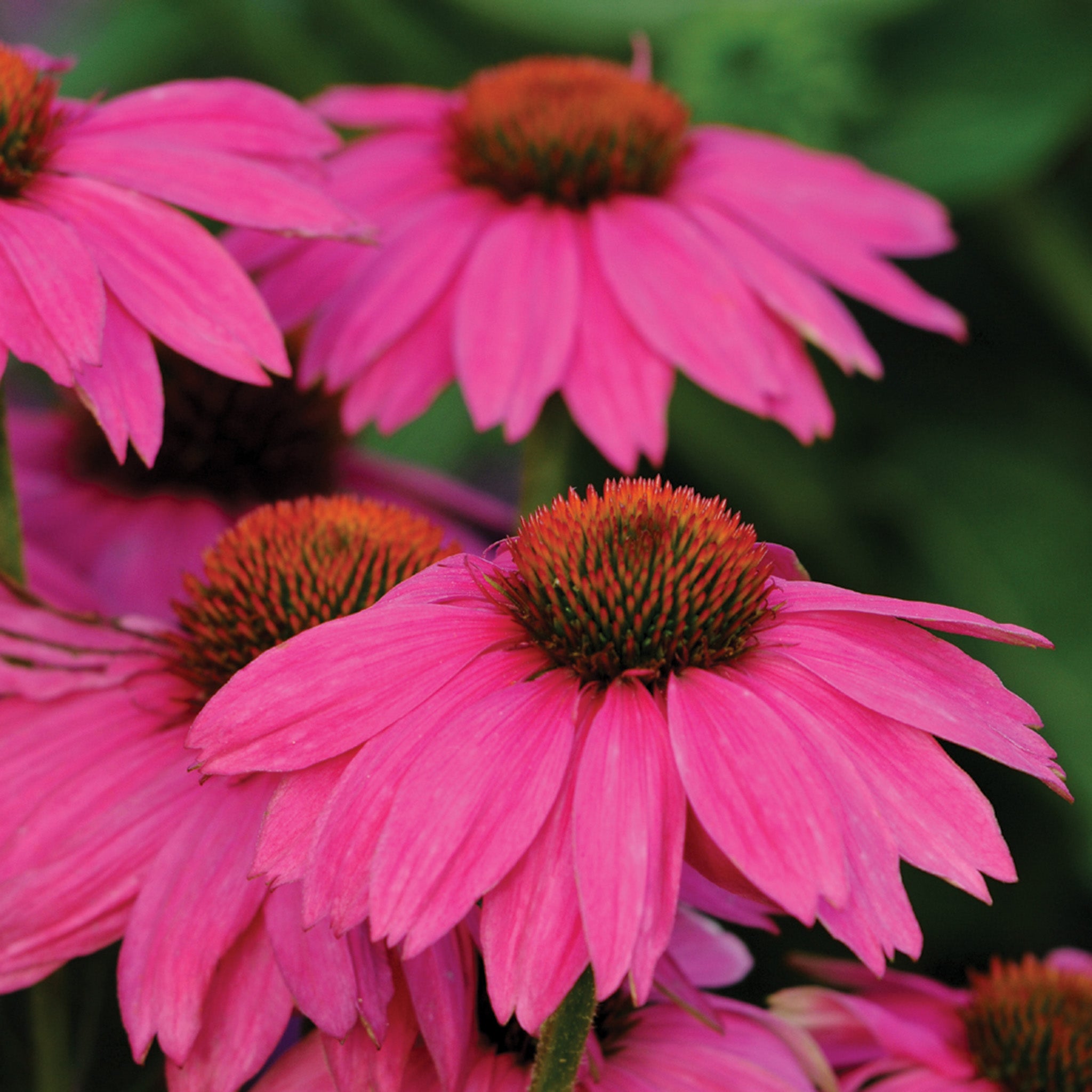 Echinacea, PowWow® Wild Berry