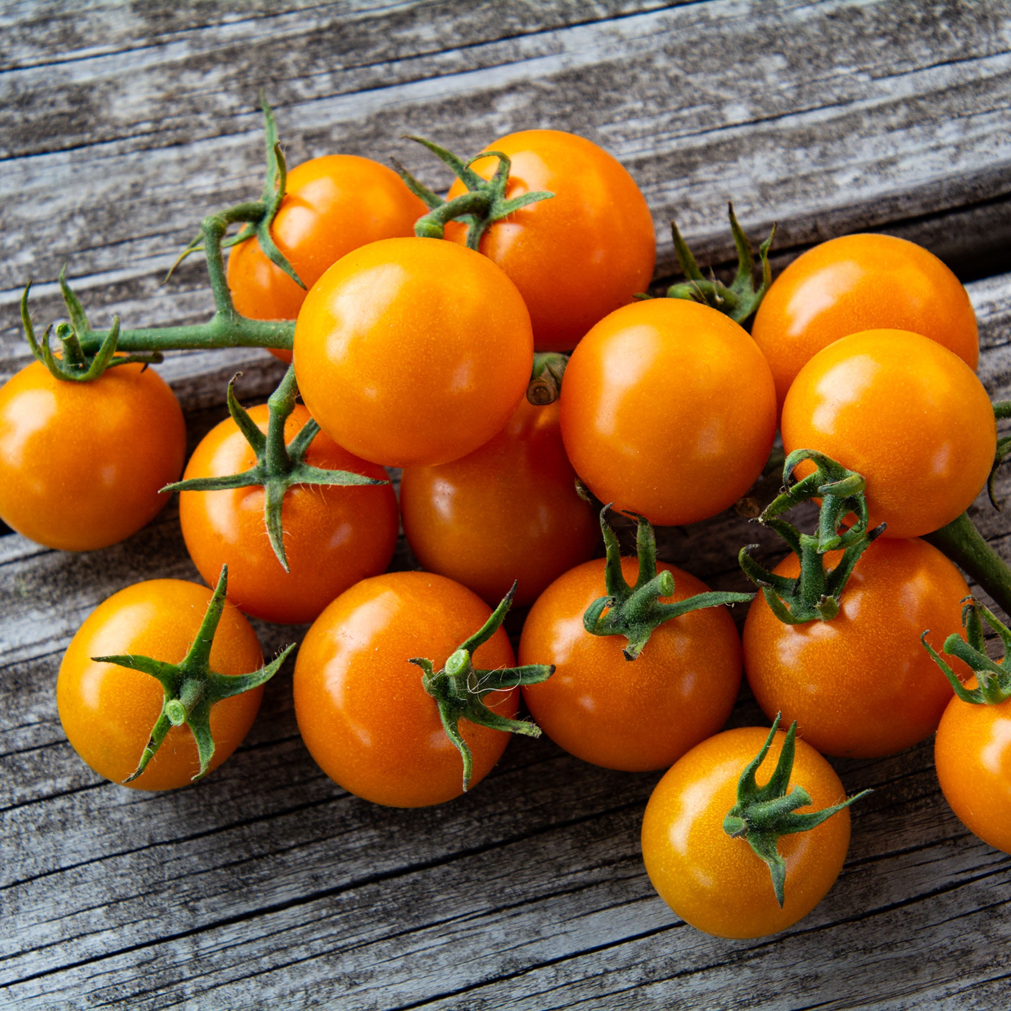 Tomato, Sunsugar Hybrid