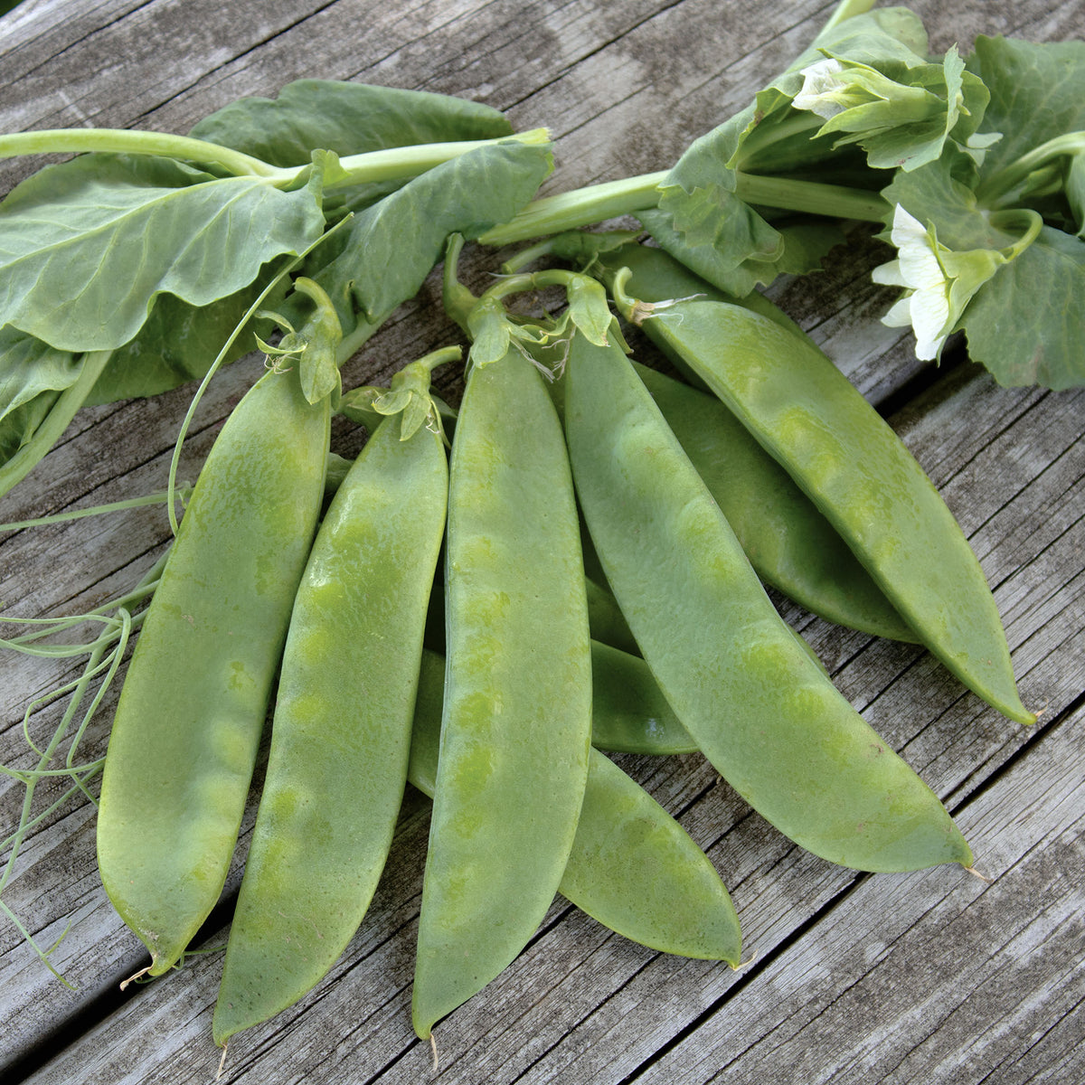 Pea, Avalanche