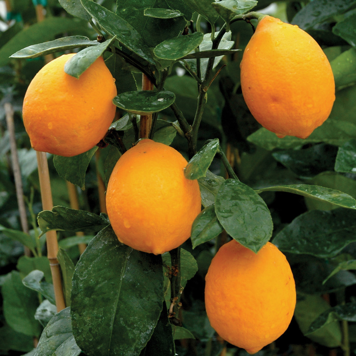 Lemon, Improved Meyer