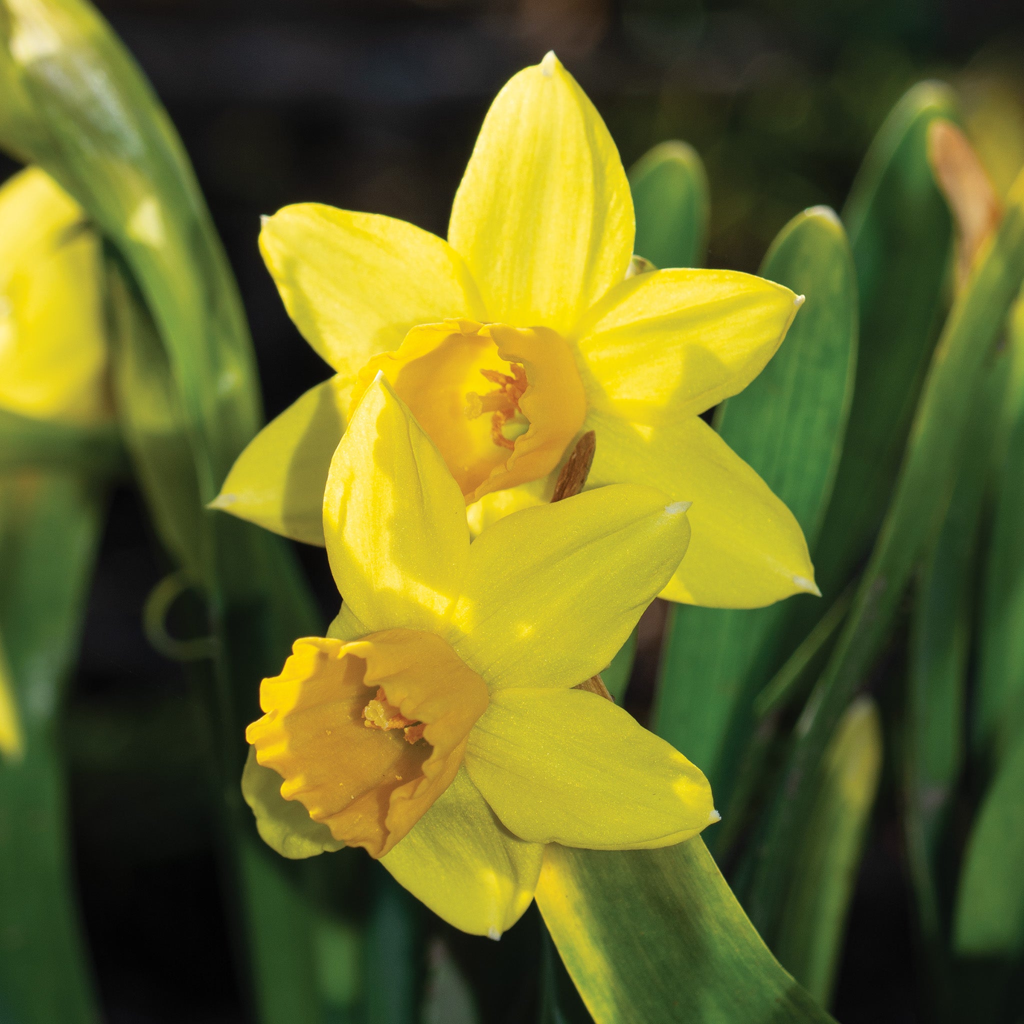 Daffodil, Tete-A-Tete, 10 Pack
