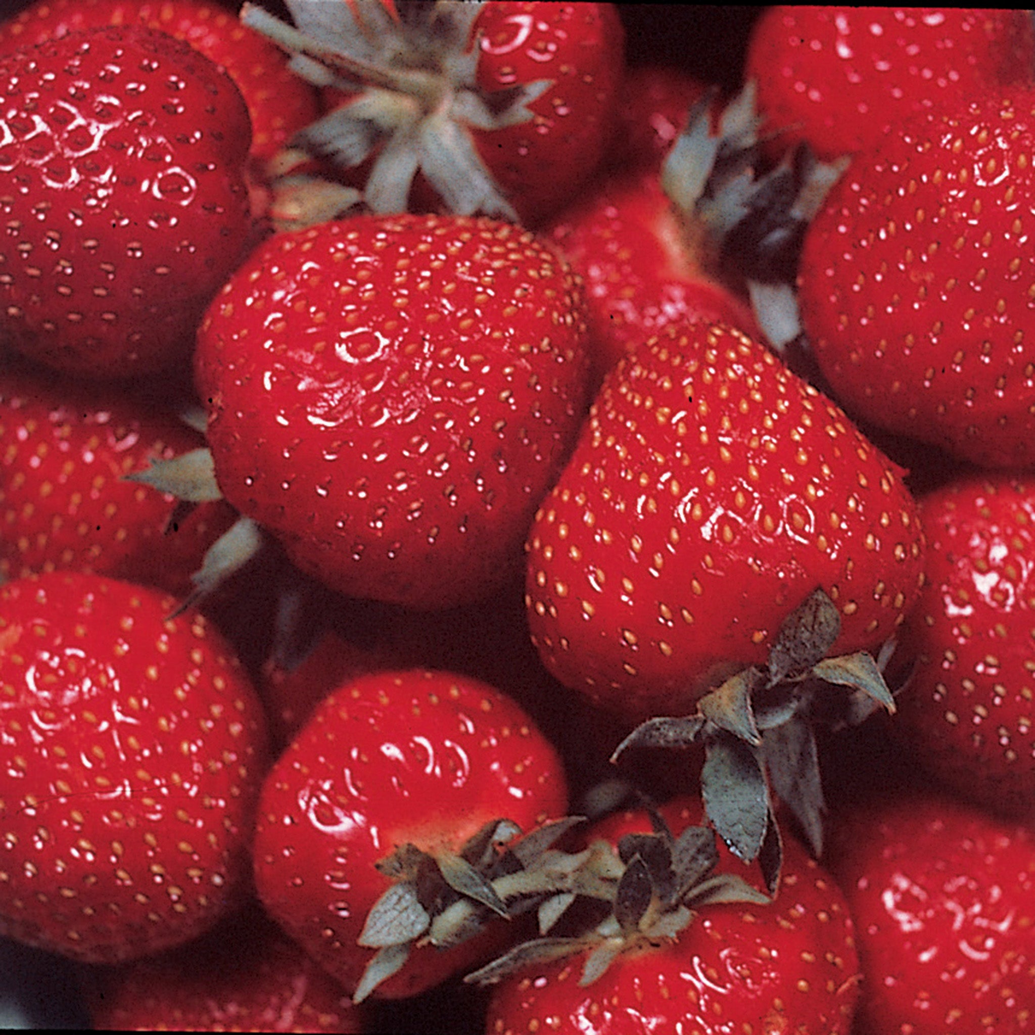 Strawberry, Everbearing, Ozark Beauty, 25 Plants