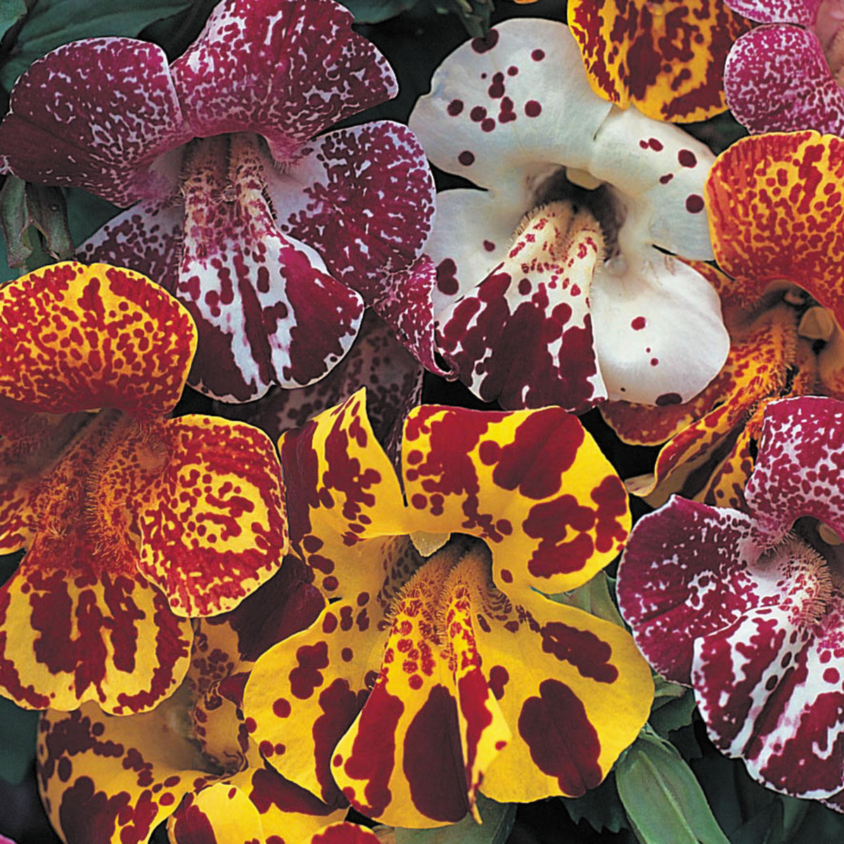 Mimulus, Magic Blotch Mix Hybrid