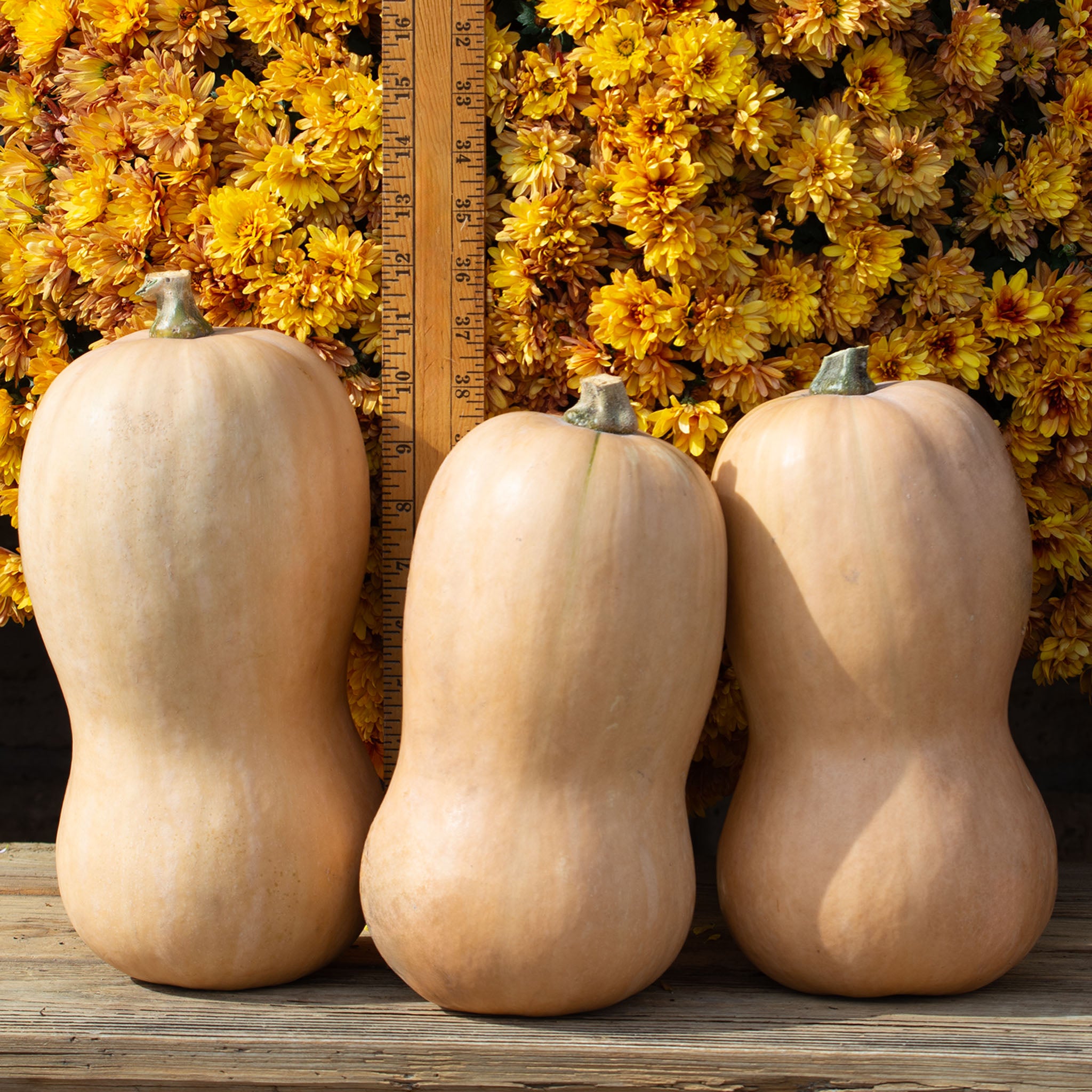 Squash, Winter, Waltham Butternut Organic