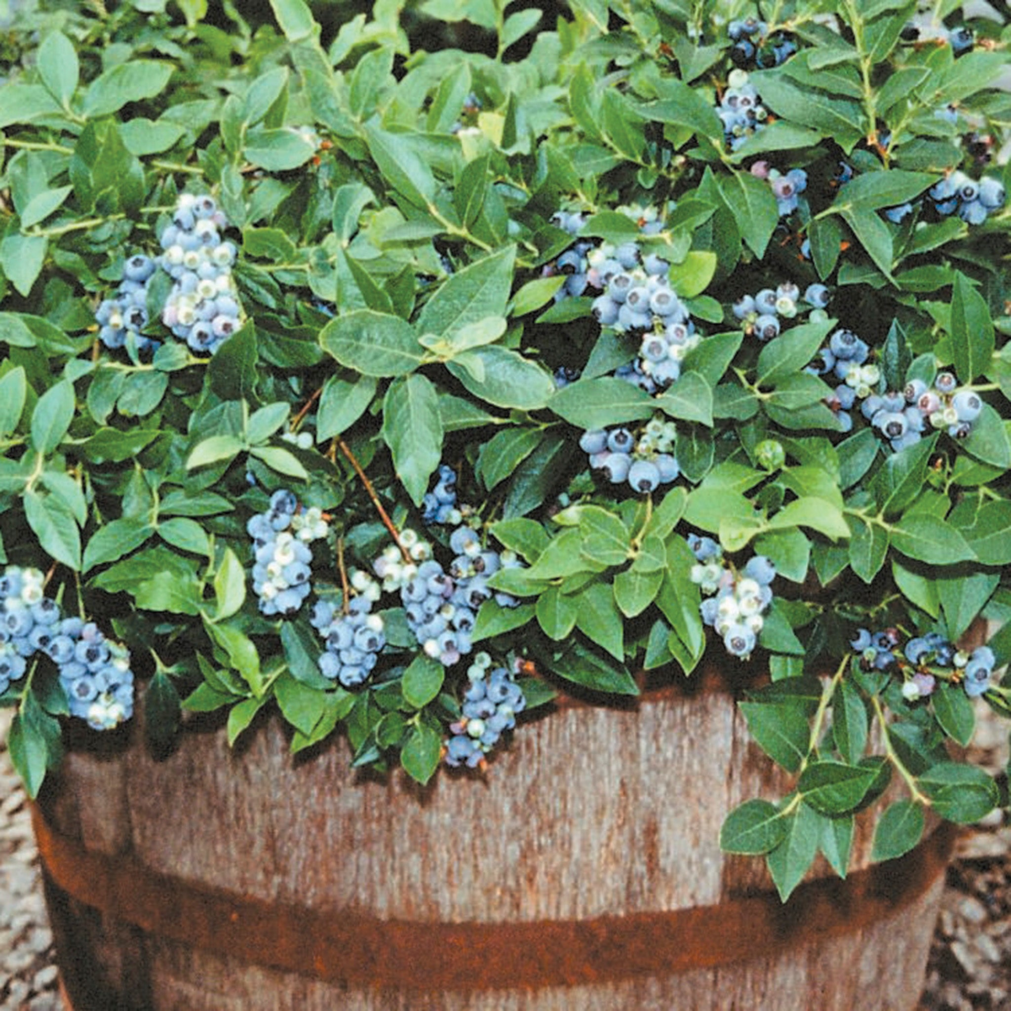 Blueberry, Dwarf Northcountry