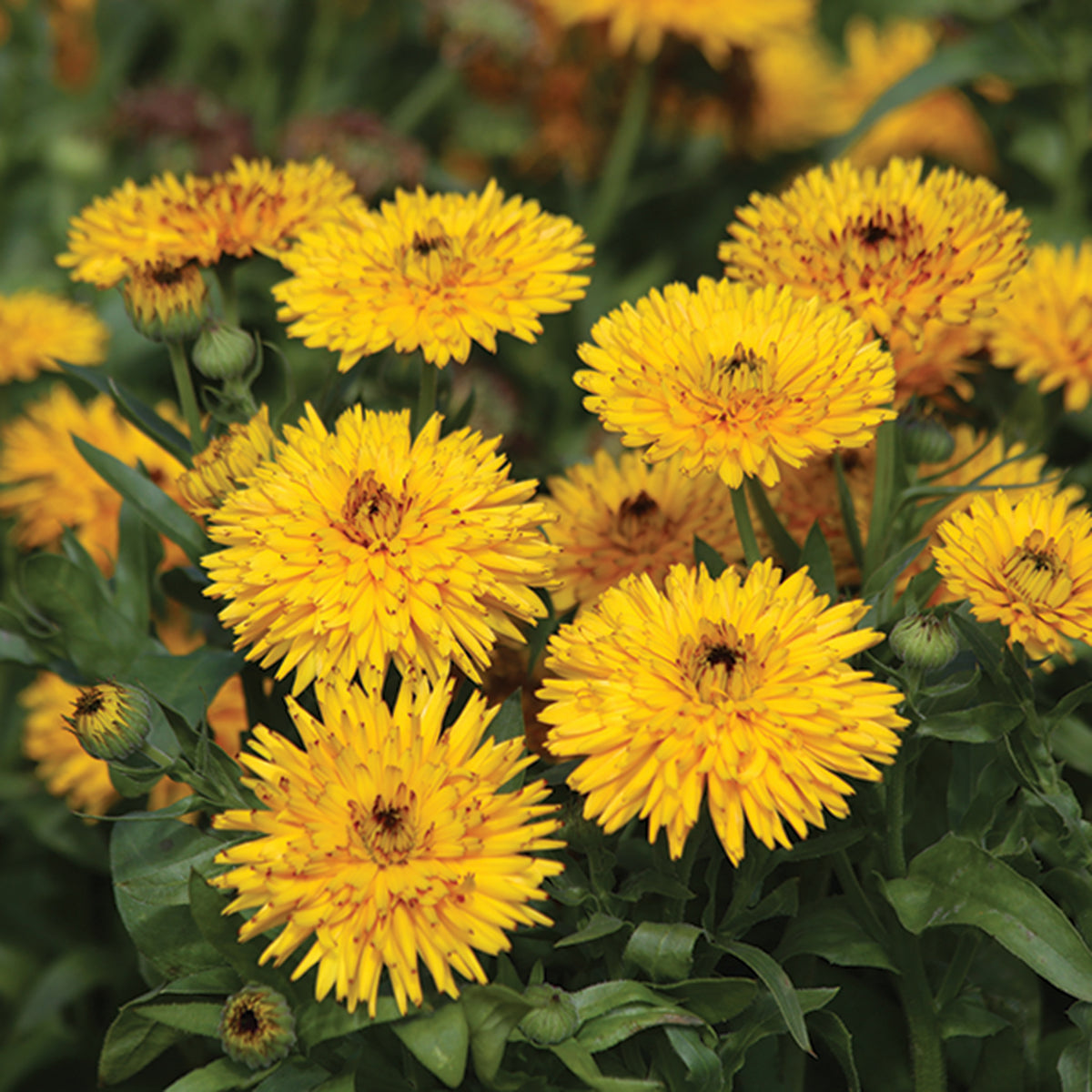 Calendula, Calexis Yellow